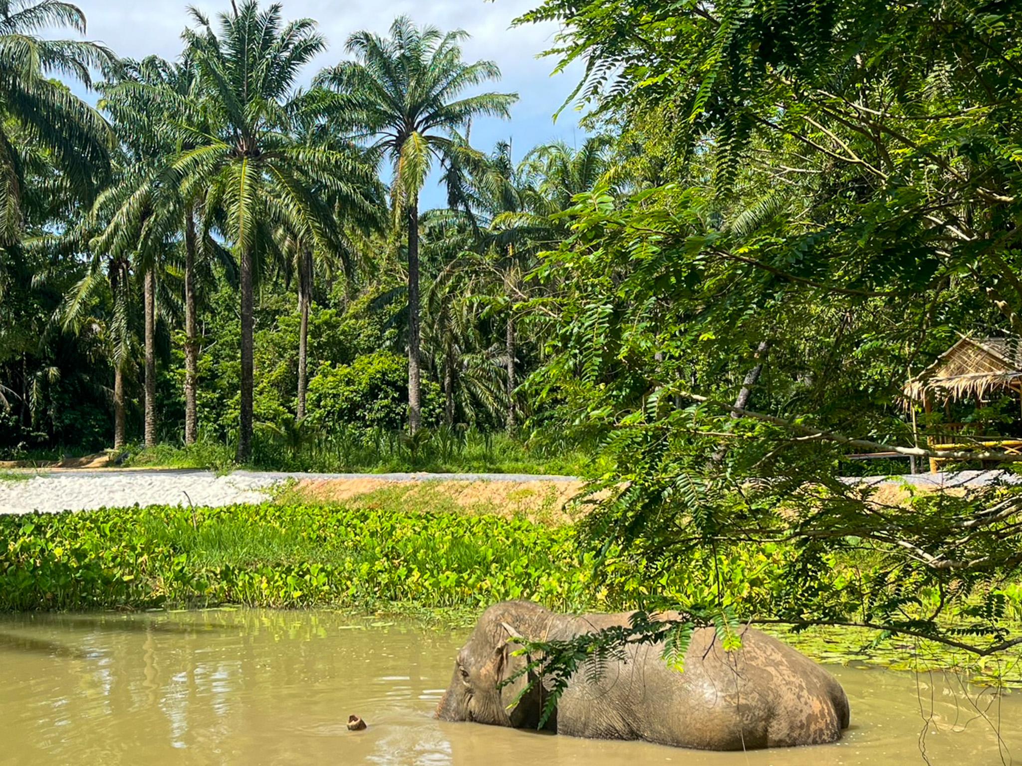 Krabi Ethical Elephant Sanctuary: Observe, Feed & Walk (No Touching)