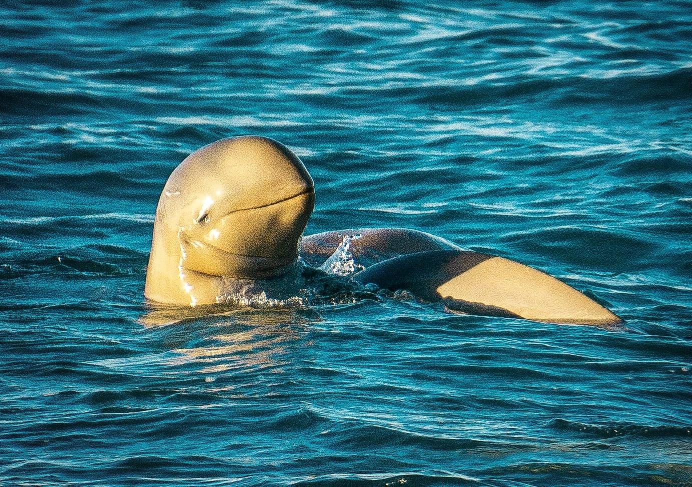 Roebuck Bay Dolphin & Sunset Cruise