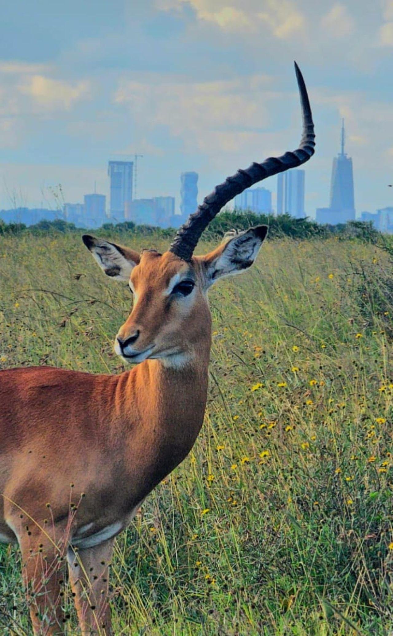 Nairobi Safari: National Park, Elephant Orphanage & Giraffe Center