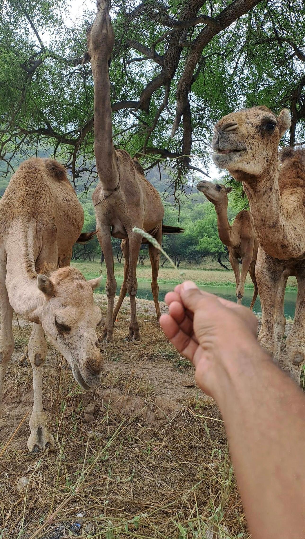 Salalah Eastern Countryside: Wadi Darbat, Caves & Baobabs