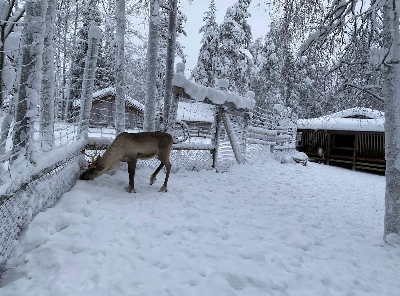 Ranua Wildlife Park Day Trip from Rovaniemi