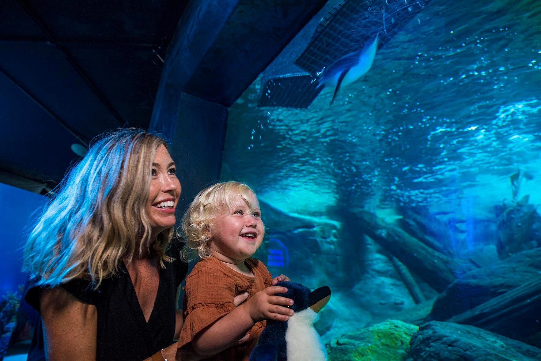 SEA LIFE Sunshine Coast Aquarium Entry Ticket