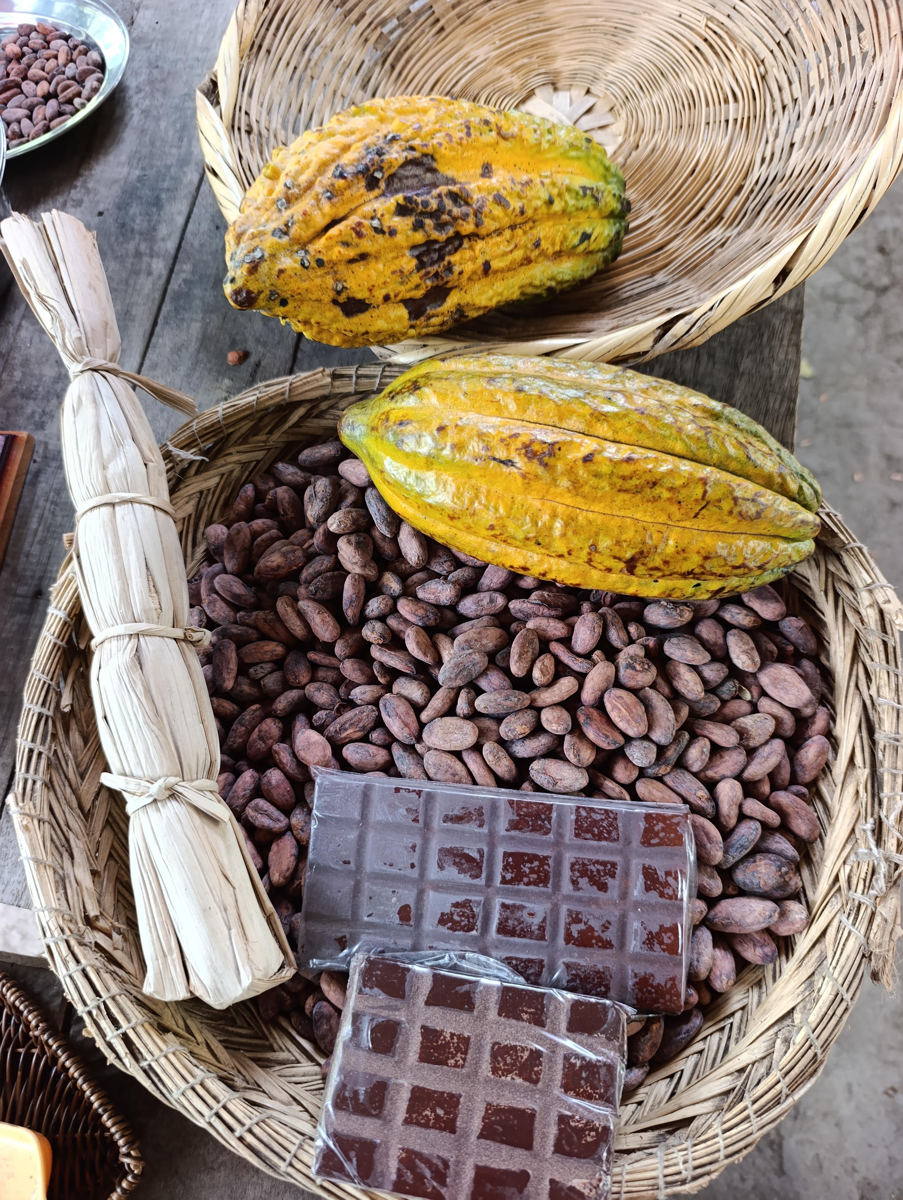 Peruvian Fine Aroma Cacao Tasting in Cusco