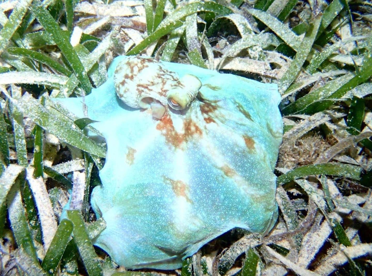 After-Dark Reef Snorkel at French Cay