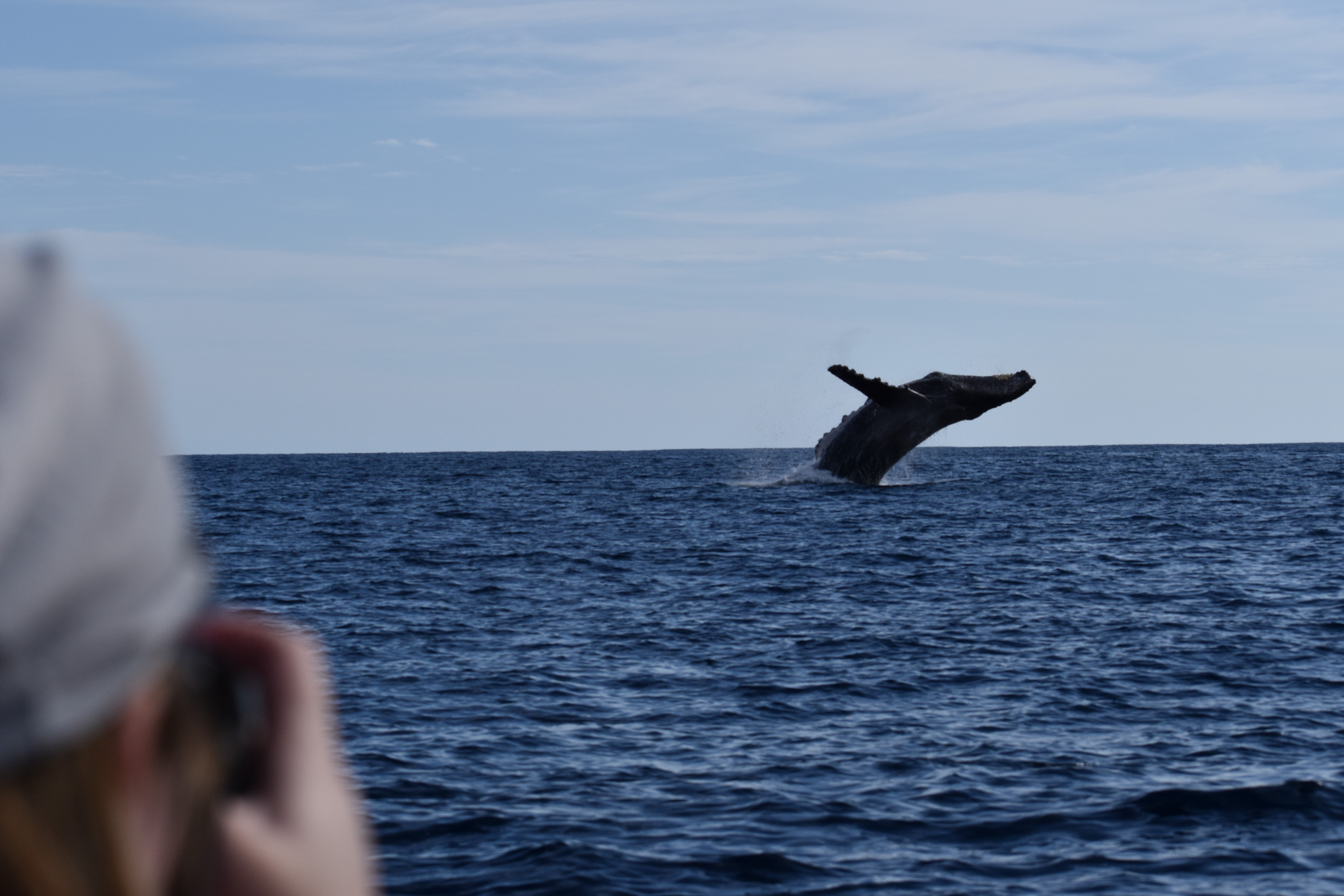 Cabo Whale Watching with All-Female Crew & Marine Biologist