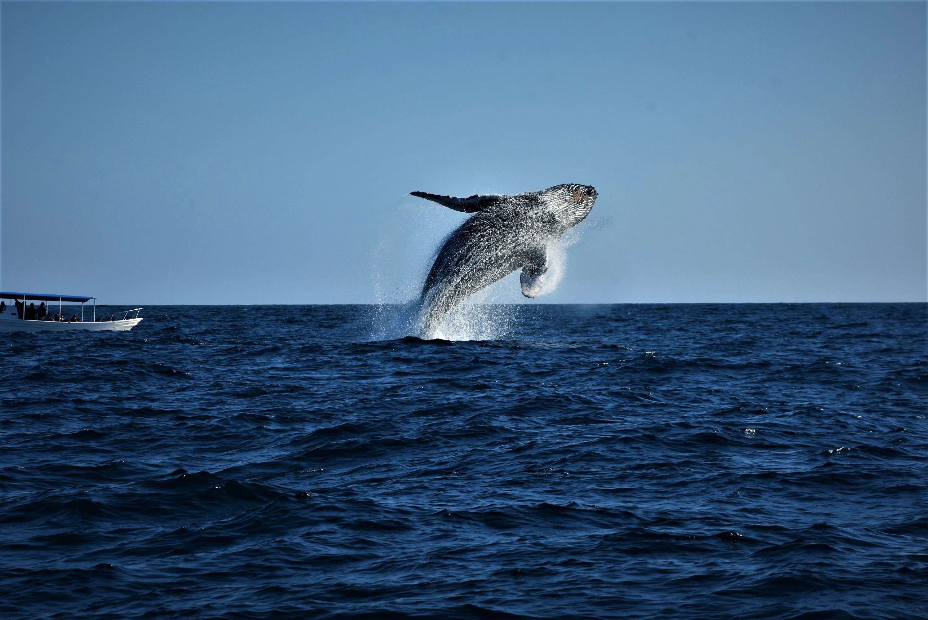 Cabo Whale Watching with All-Female Crew & Marine Biologist