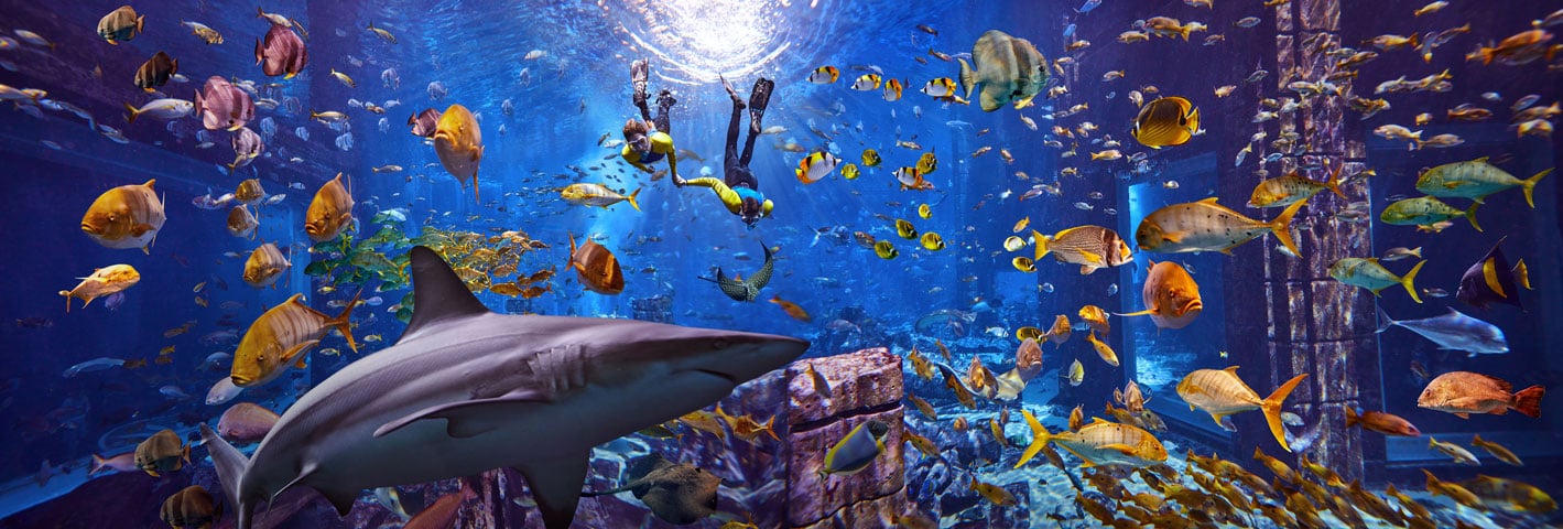 Dubai Lost World Aquarium: Snorkel the Ambassador Lagoon