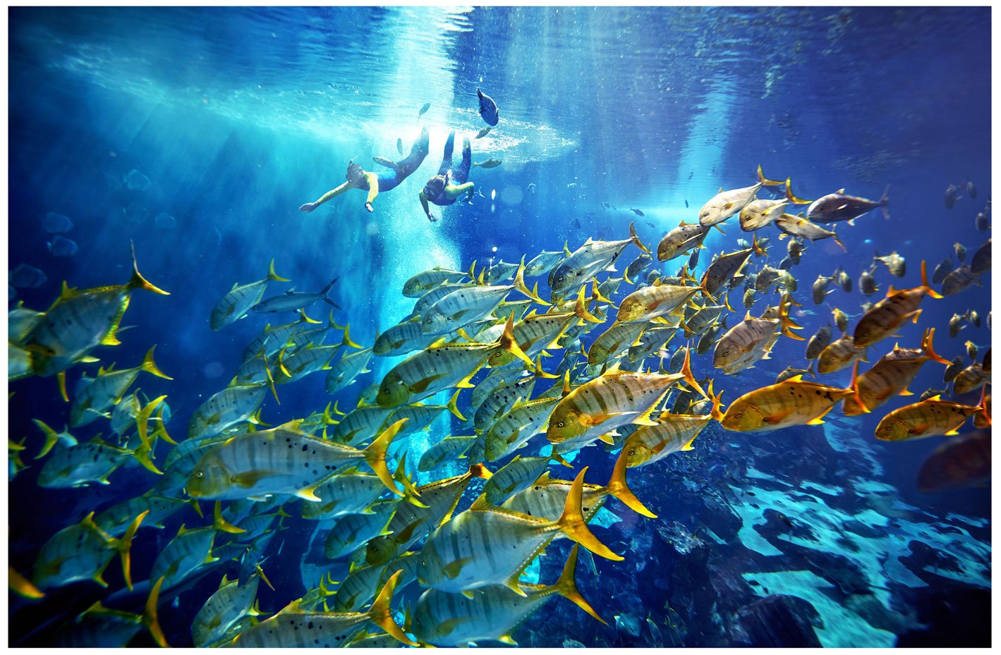 Dubai Lost World Aquarium: Snorkel the Ambassador Lagoon