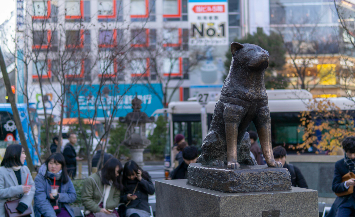 Shibuya After Dark: Sky Views, Neon Streets & Local Nightlife