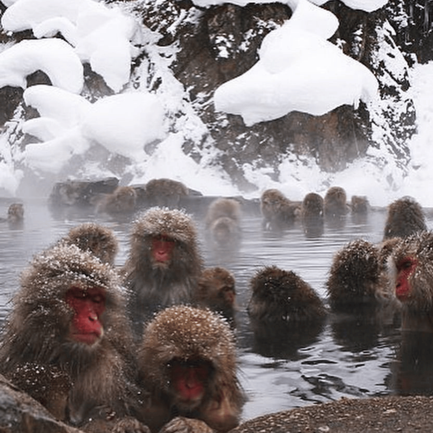 Private Nagano Day Tour: Snow Monkeys, Zenko-ji & Hot Springs from Tokyo