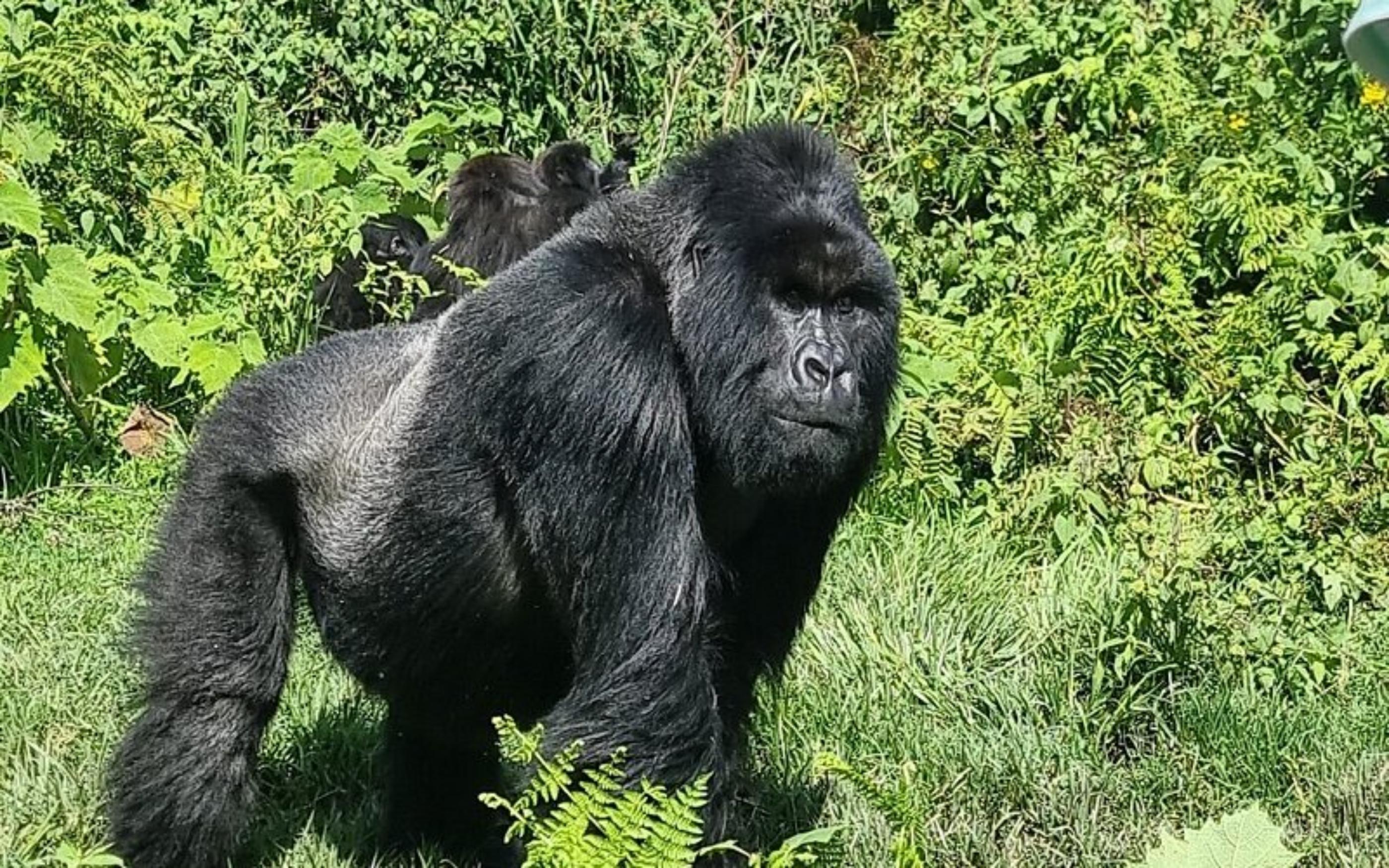 Full-Day Gorilla Trek from Kigali