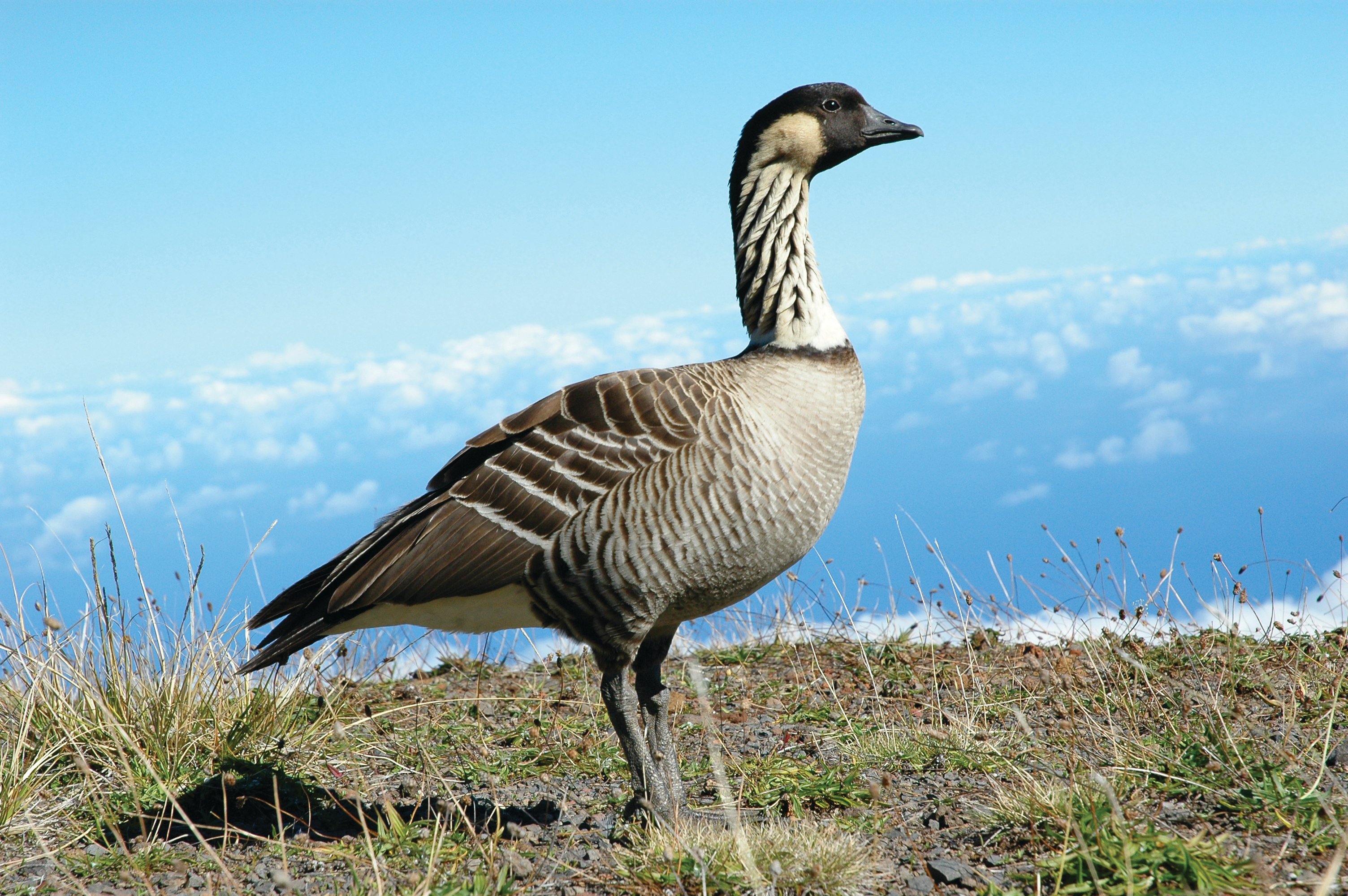 Maui: Sunset & Dinner Tour to Haleakala National Park