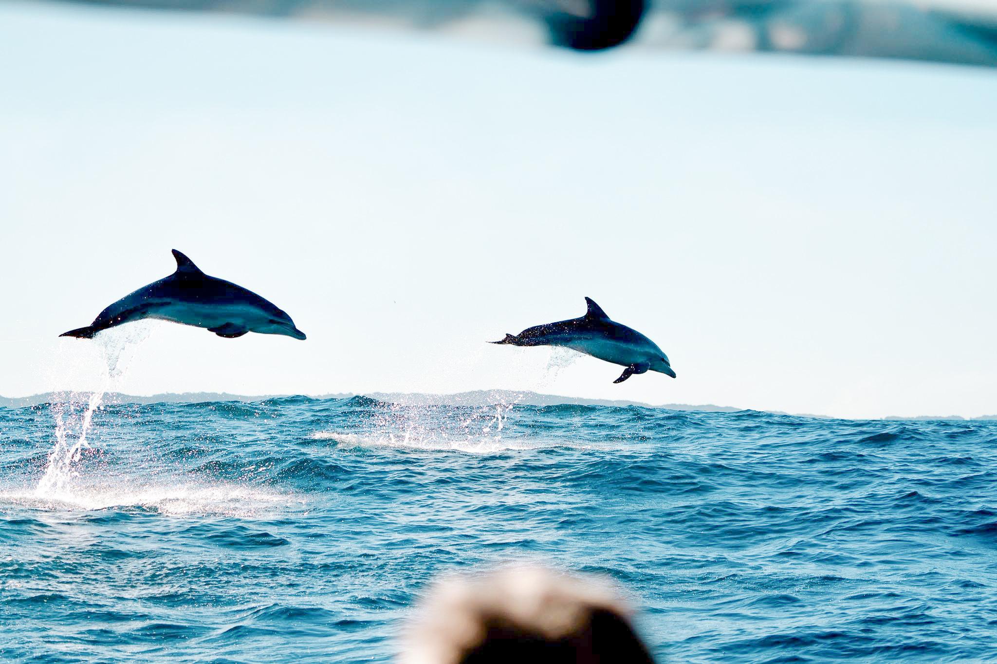 Ballina to Byron Bay Dolphin Watching Cruise