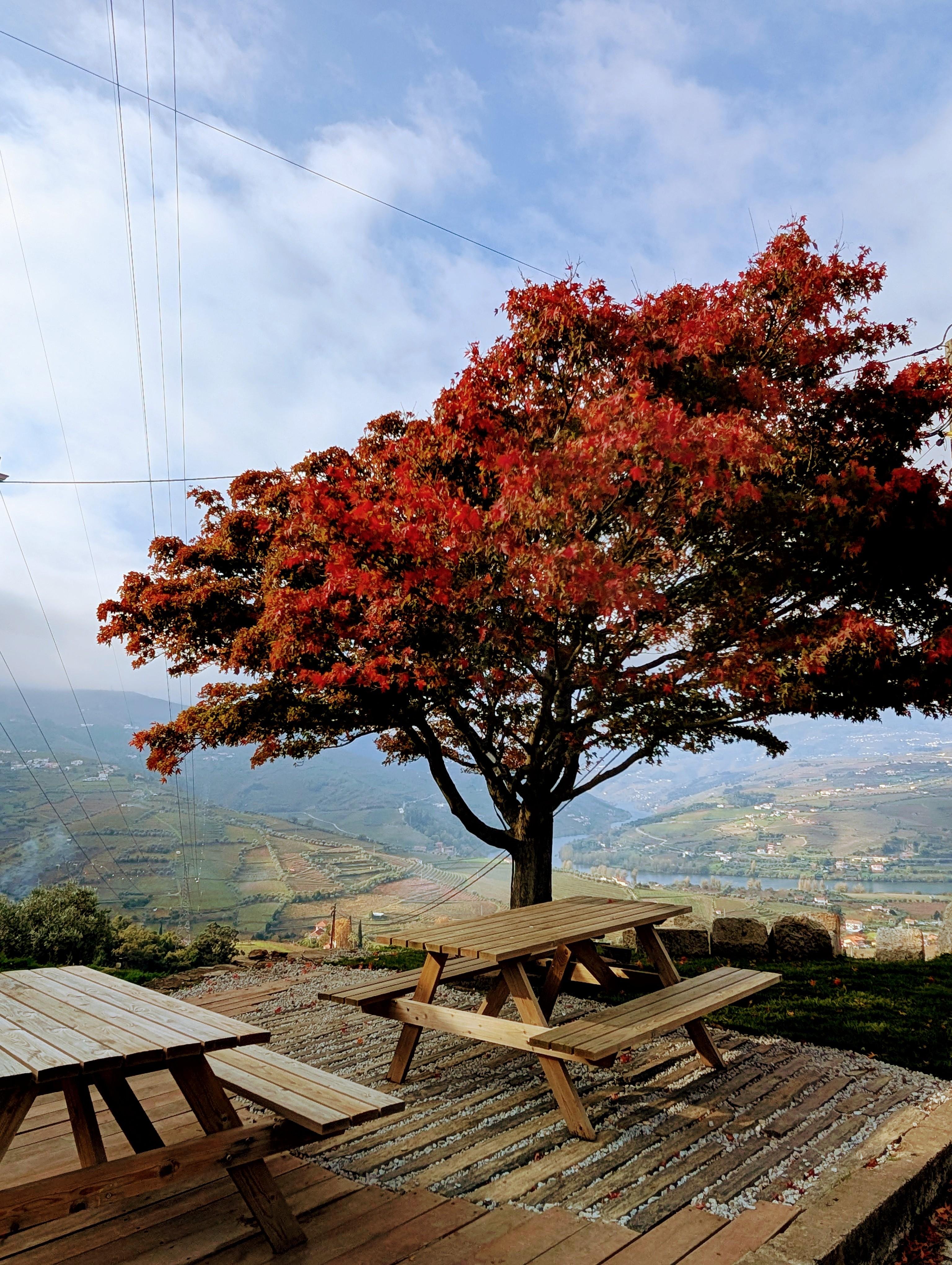 Porto: Douro Valley & Vinho Verde Day Tour with Tastings, Lunch & Boat Cruise