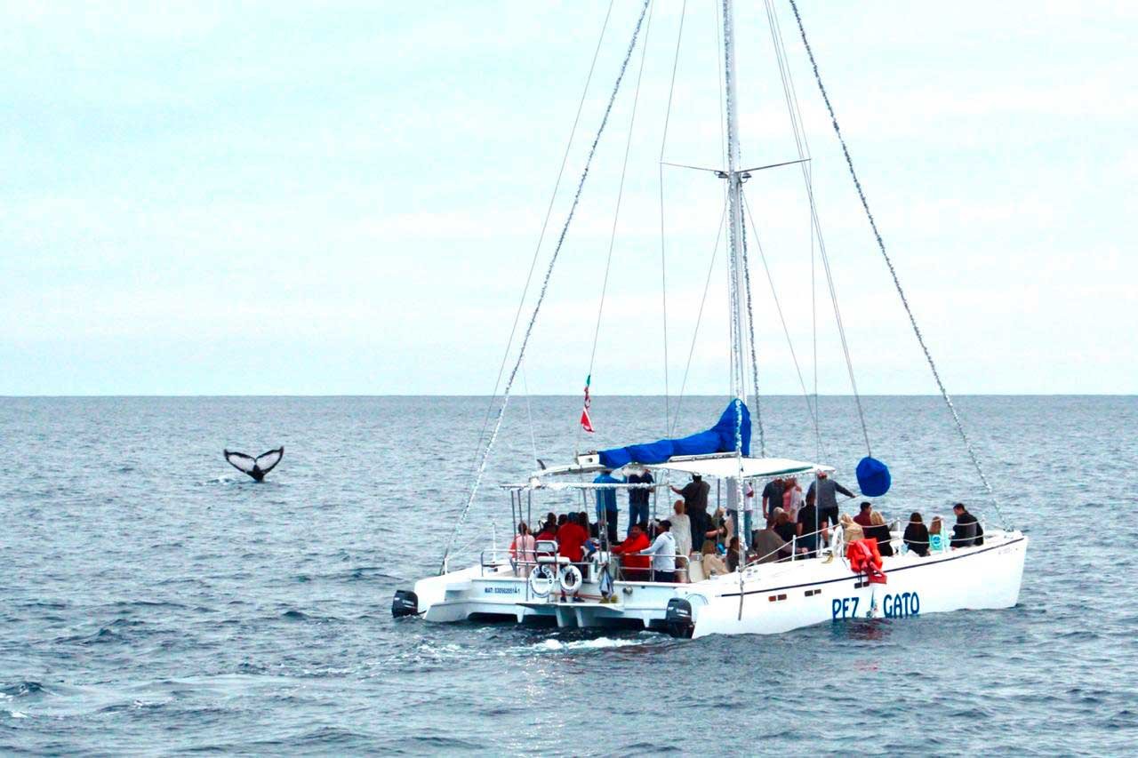 Cabo San Lucas Whale Watching Catamaran Cruise
