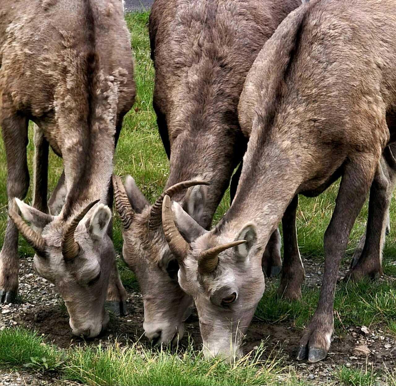 Banff evening wildlife safari elk bighorn sheep alpine lakes at golden hour — image 10