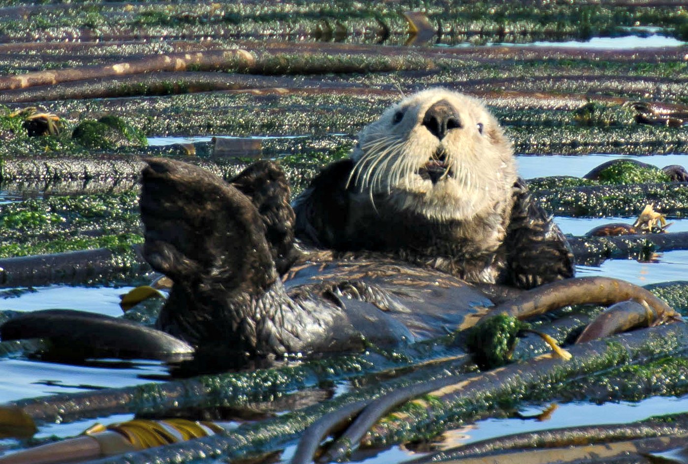 Vancouver whale watching tour — orcas and marine wildlife in the Salish Sea — image 7