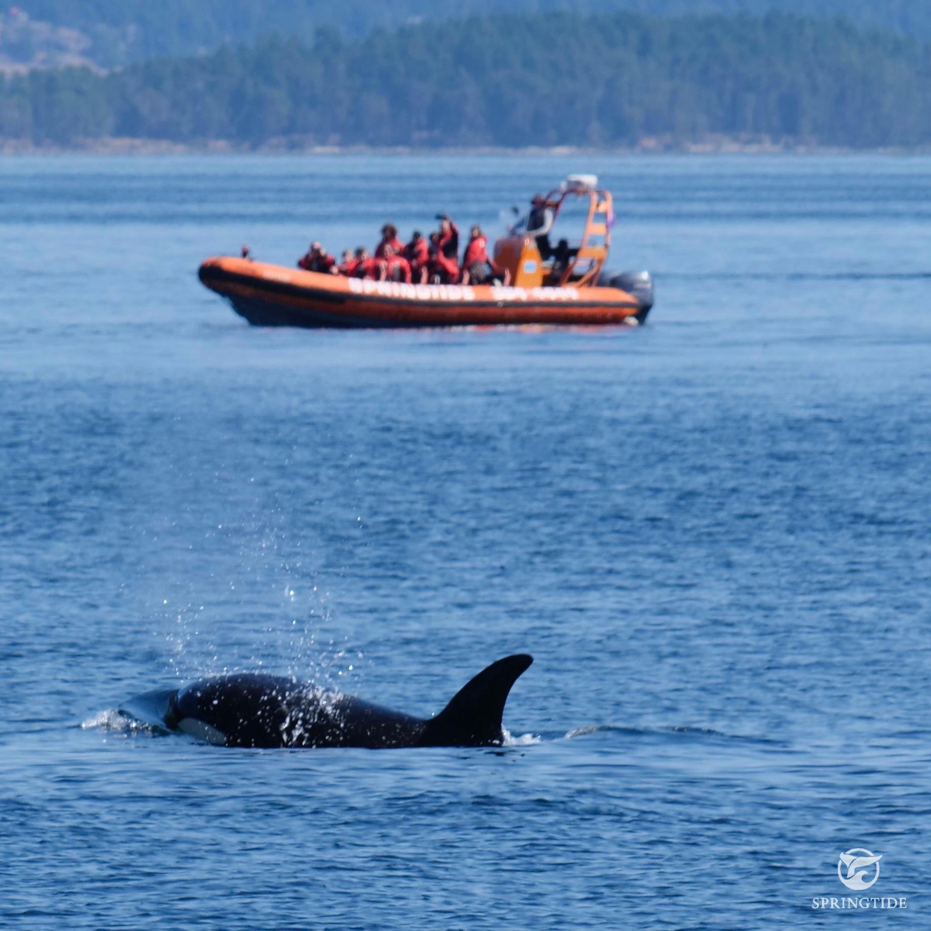 From Victoria: Whale Watching Tour by Zodiac Boat
