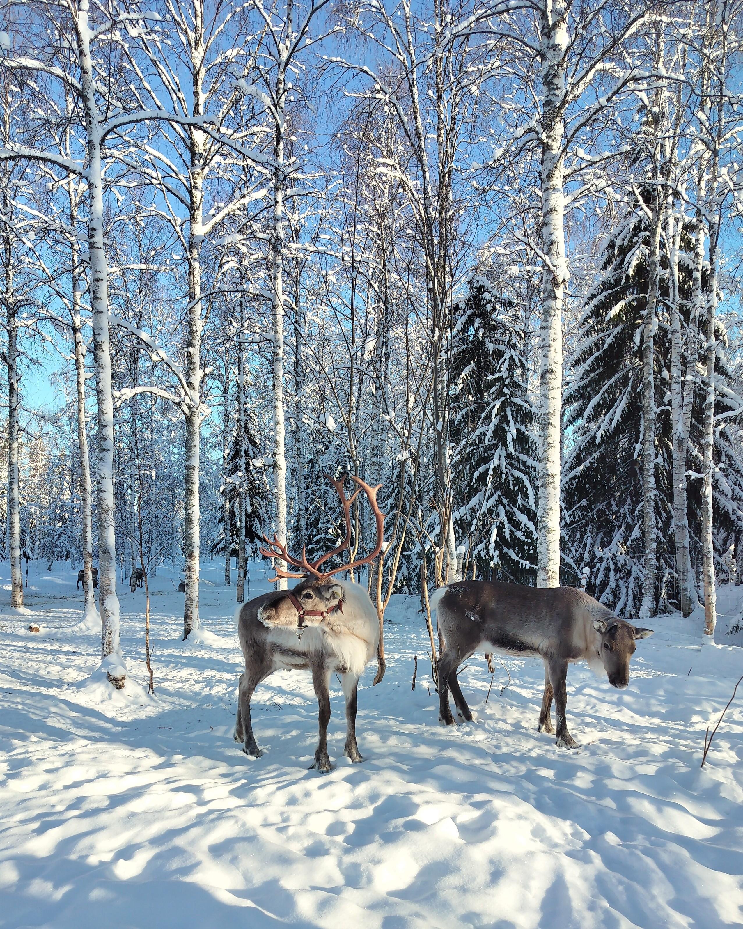 Rovaniemi Self-Drive Husky Safari & Reindeer Farm