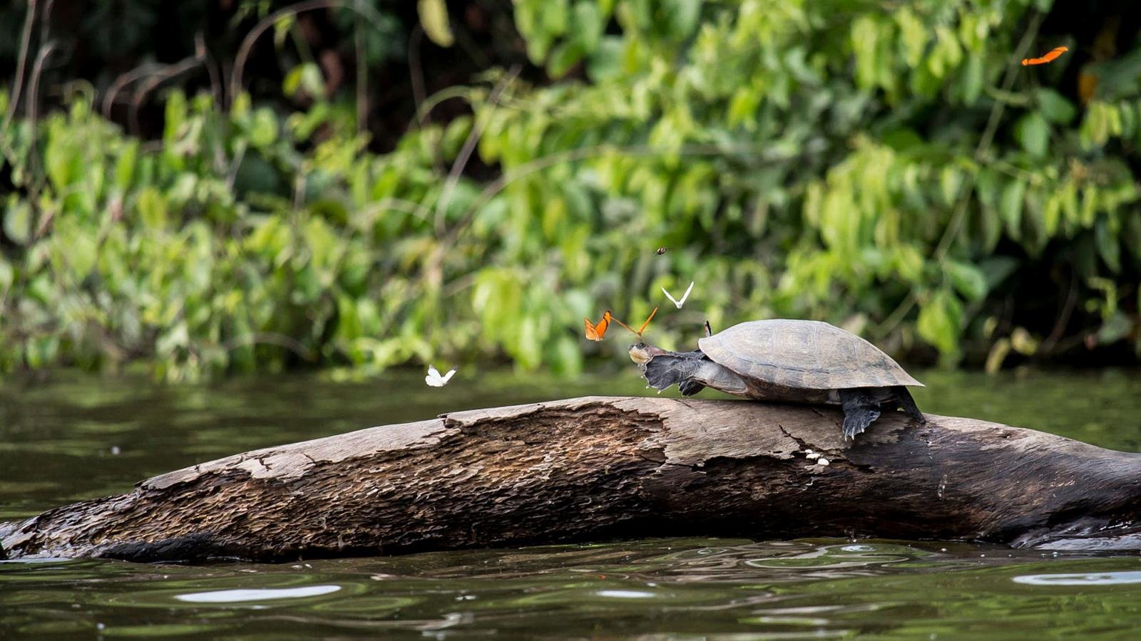 Tambopata Amazon Jungle Adventure: 3 Days / 2 Nights