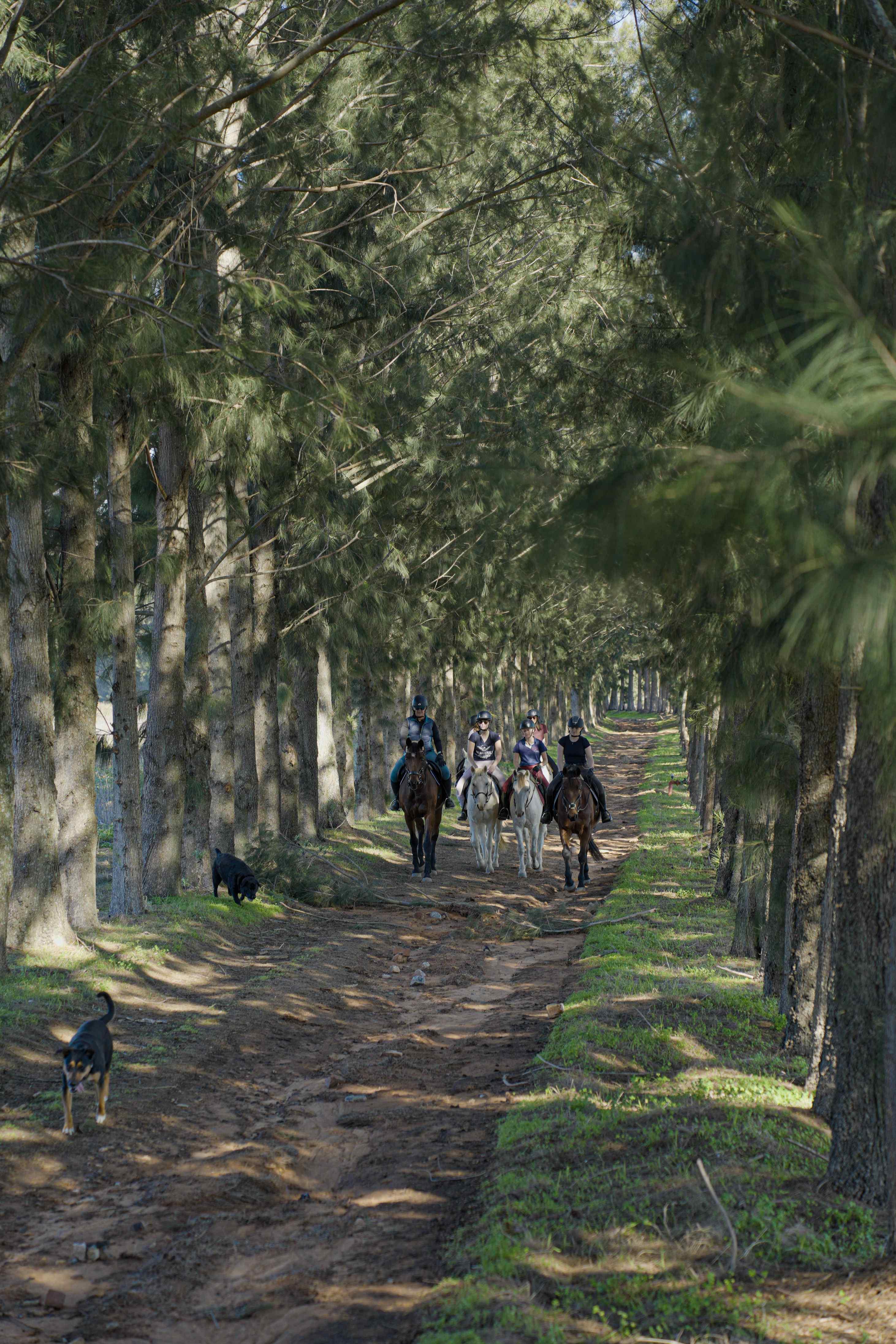Stellenbosch Horseback Vineyard Trail Ride