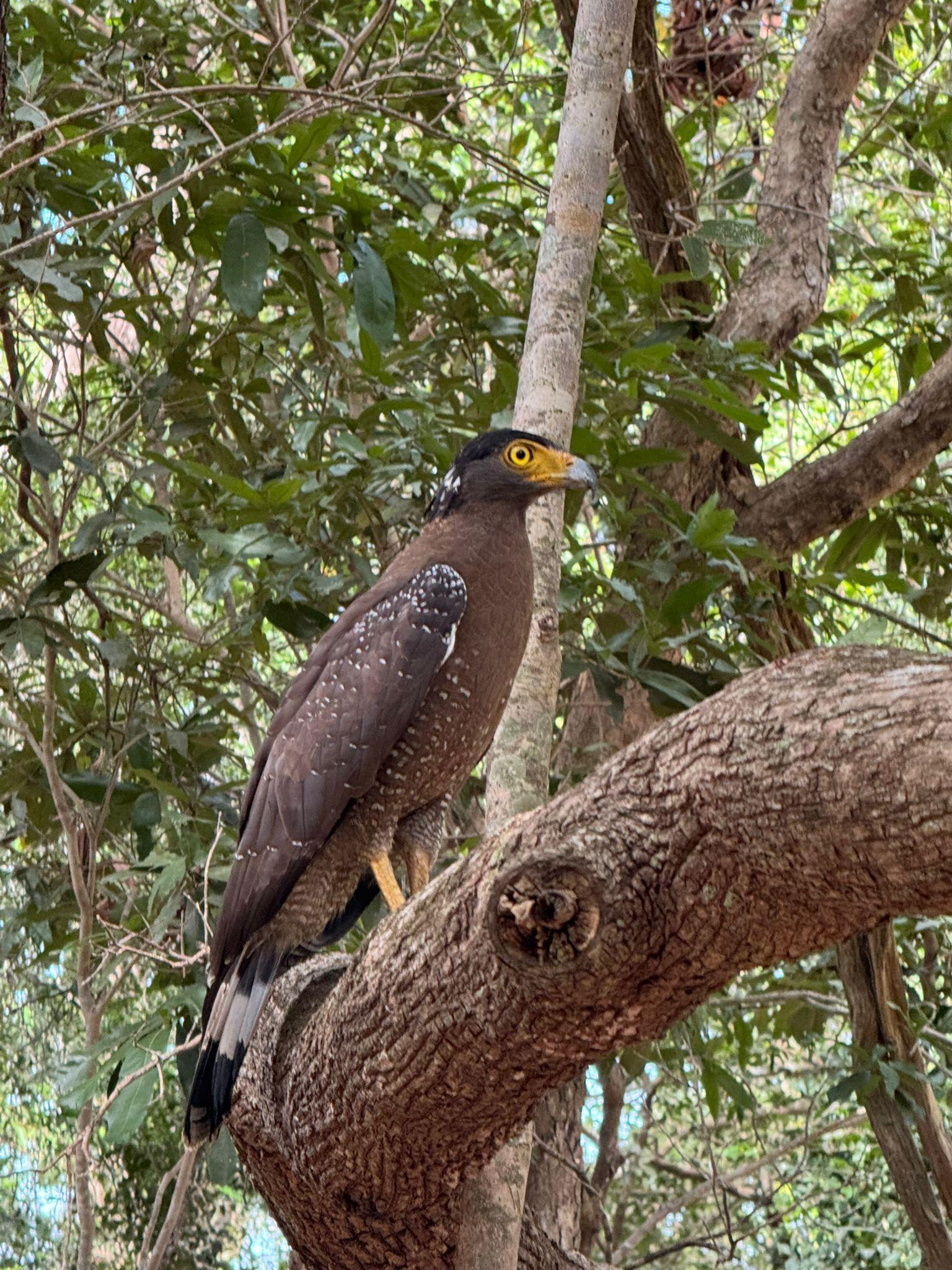 Full-Day Wilpattu National Park Safari from Anuradhapura