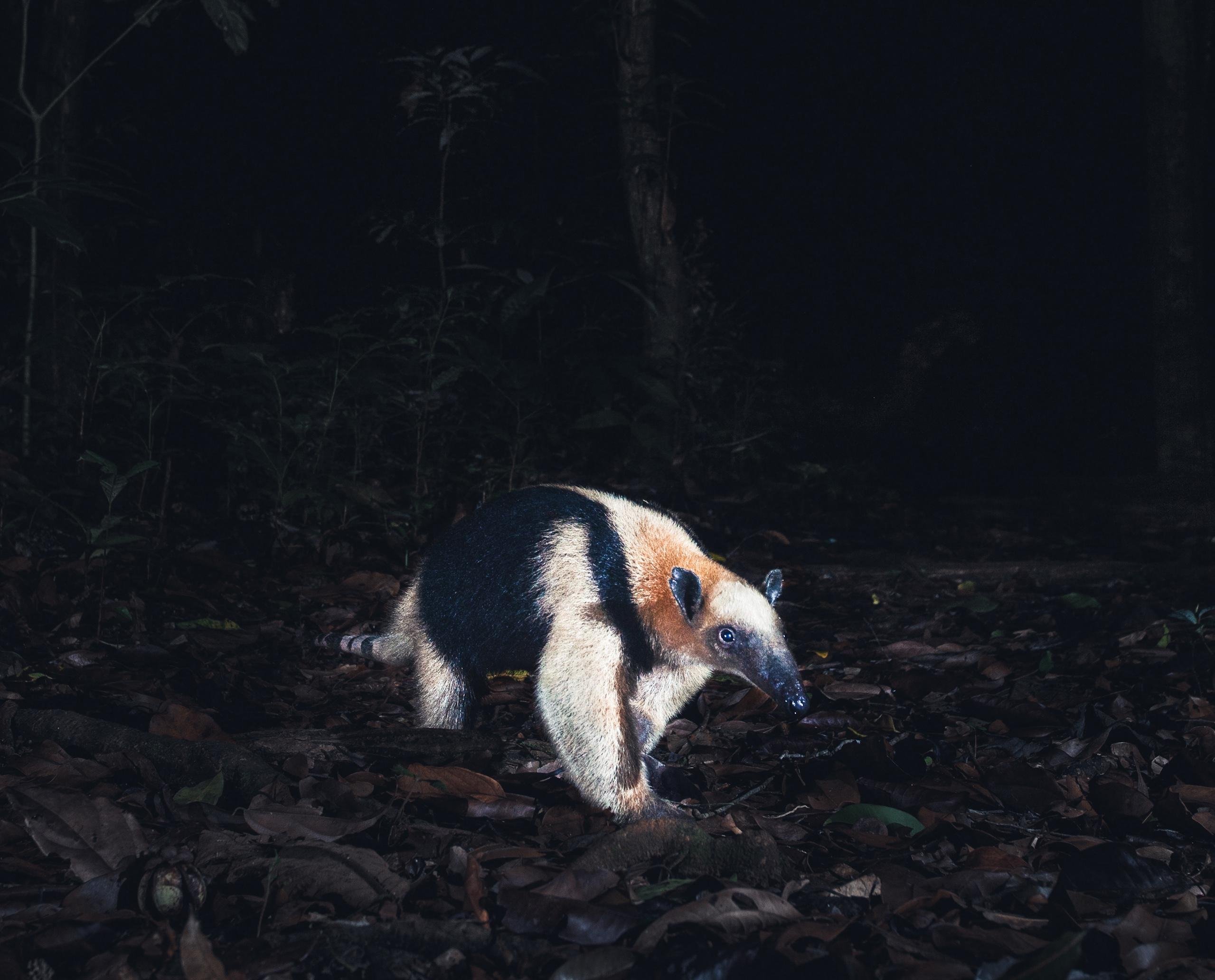 Tamarindo Nocturnal Forest Adventure