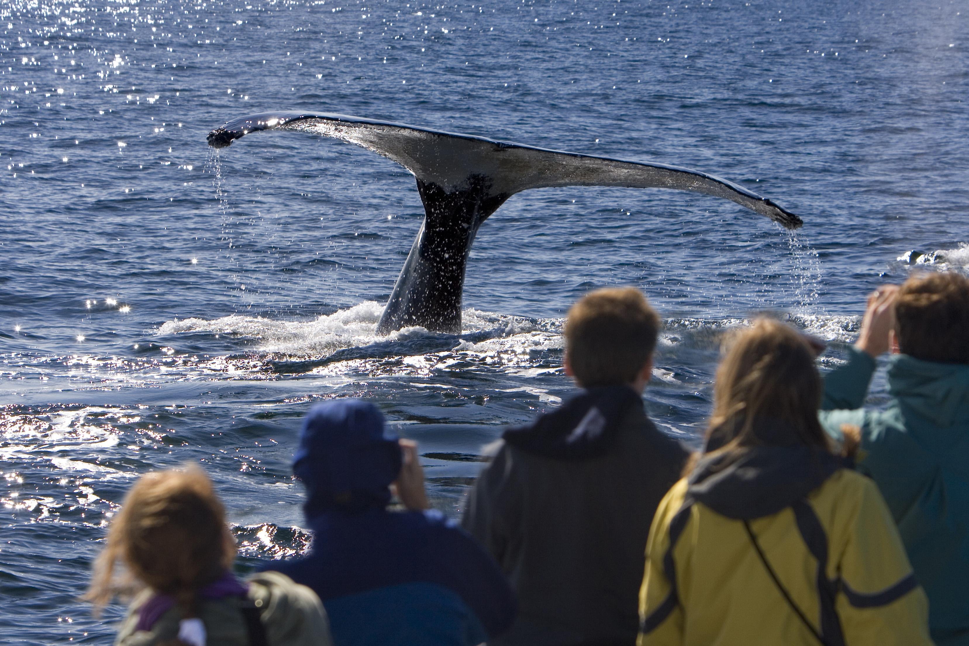 Sydney whale watching cruise — humpback whales off Sydney Harbour Heads — image 8
