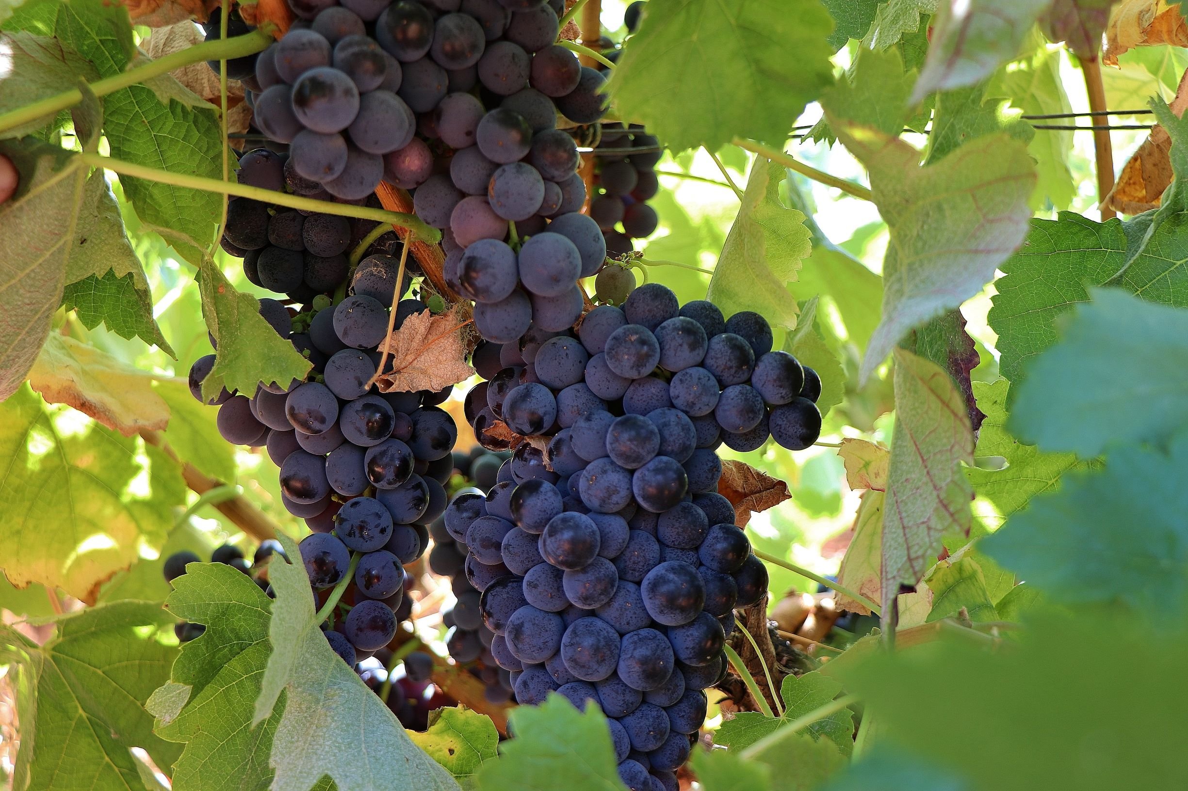 Lisbon: Private Setúbal Wine Country Tour with Tastings