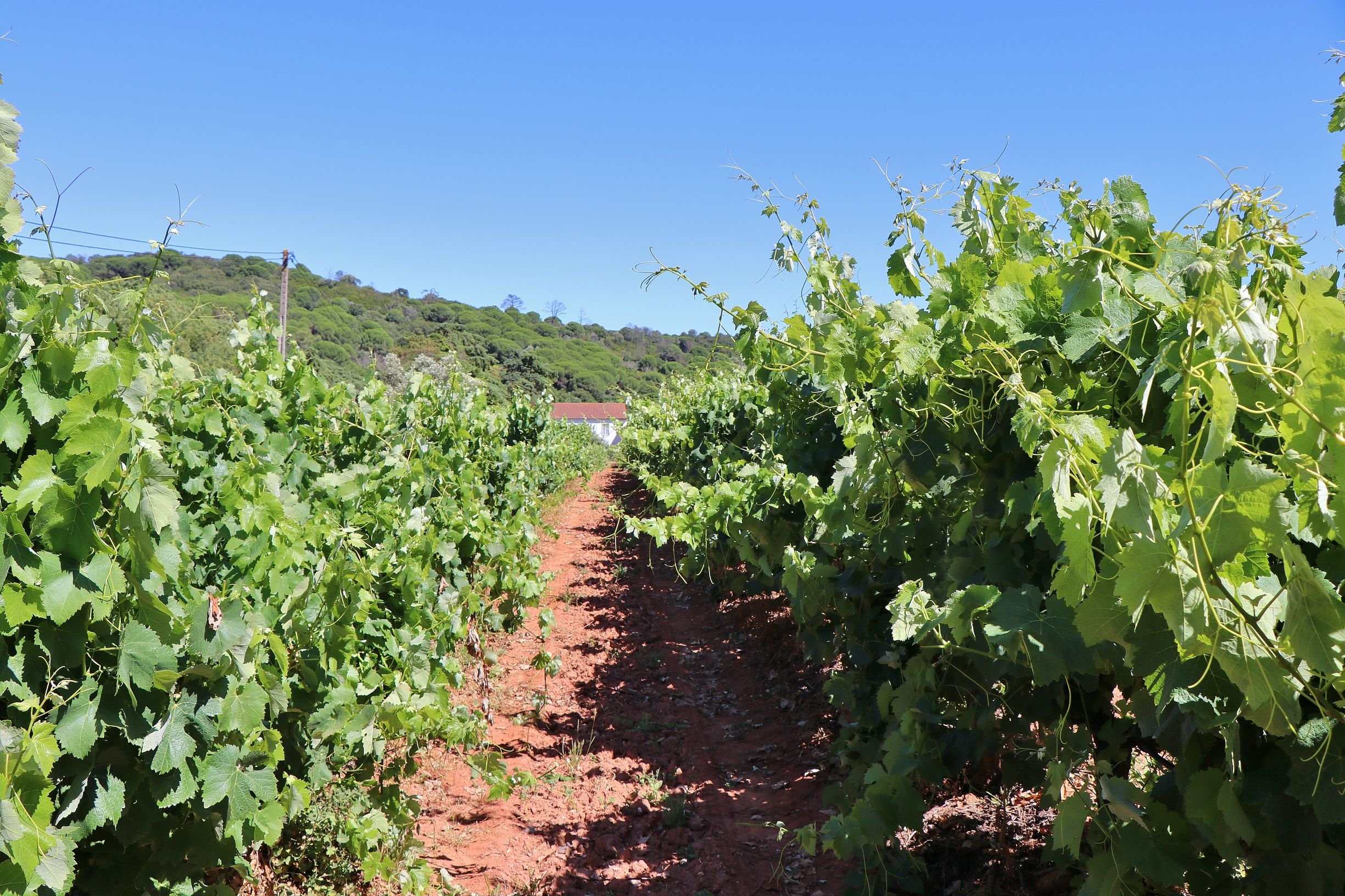 Lisbon: Private Setúbal Wine Country Tour with Tastings