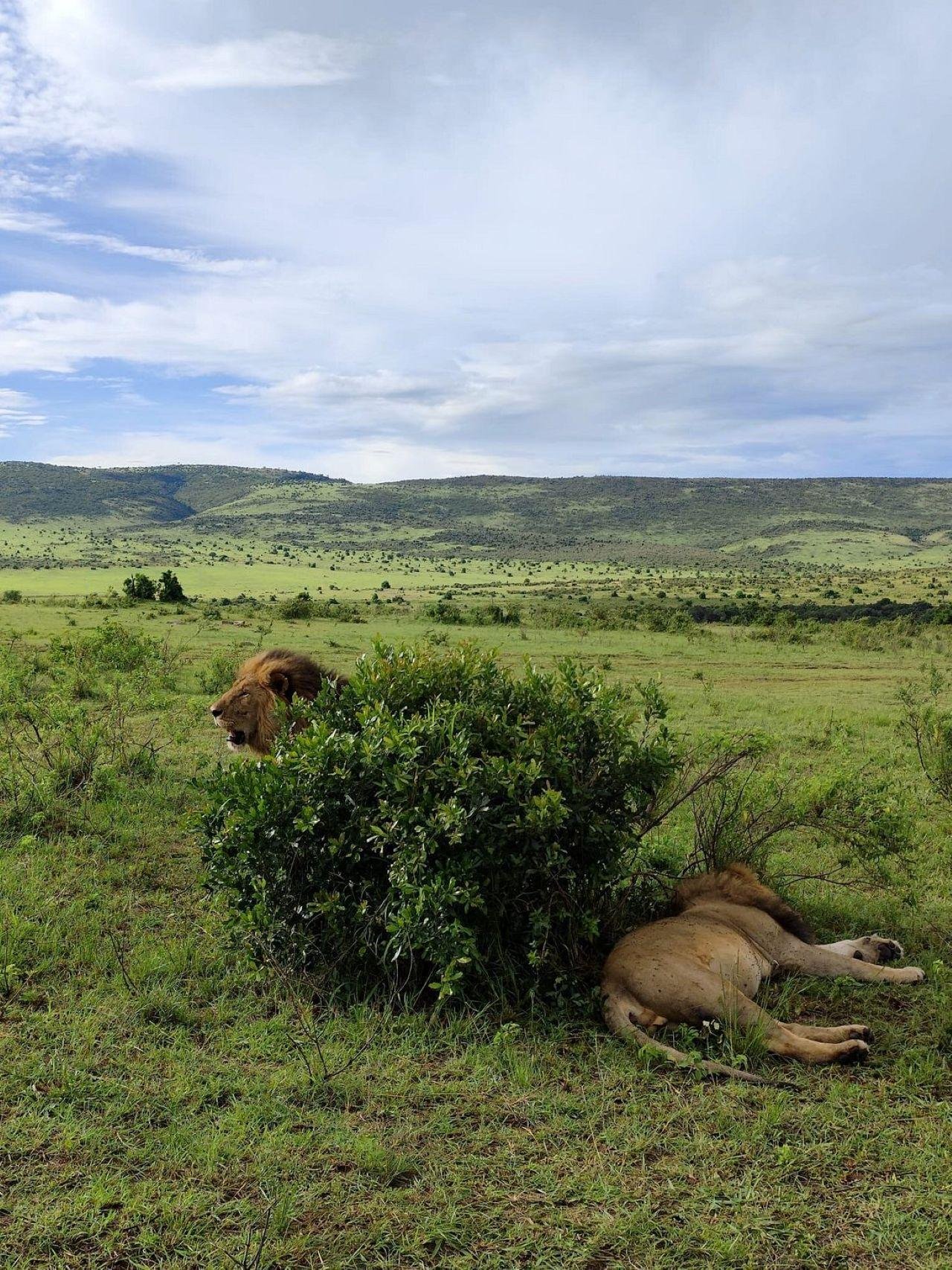 3-Day Maasai Mara Shared Jeep Safari from Nairobi