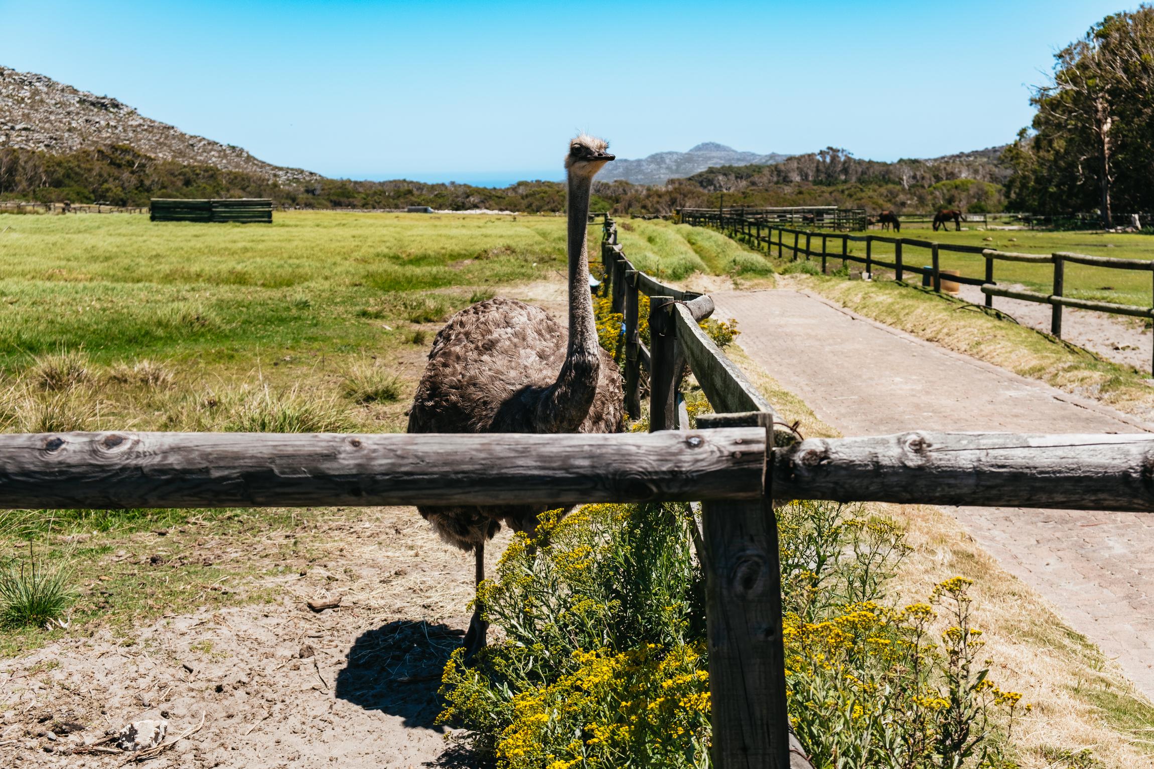 Cape Peninsula & Boulders Penguin Colony Full-Day Tour