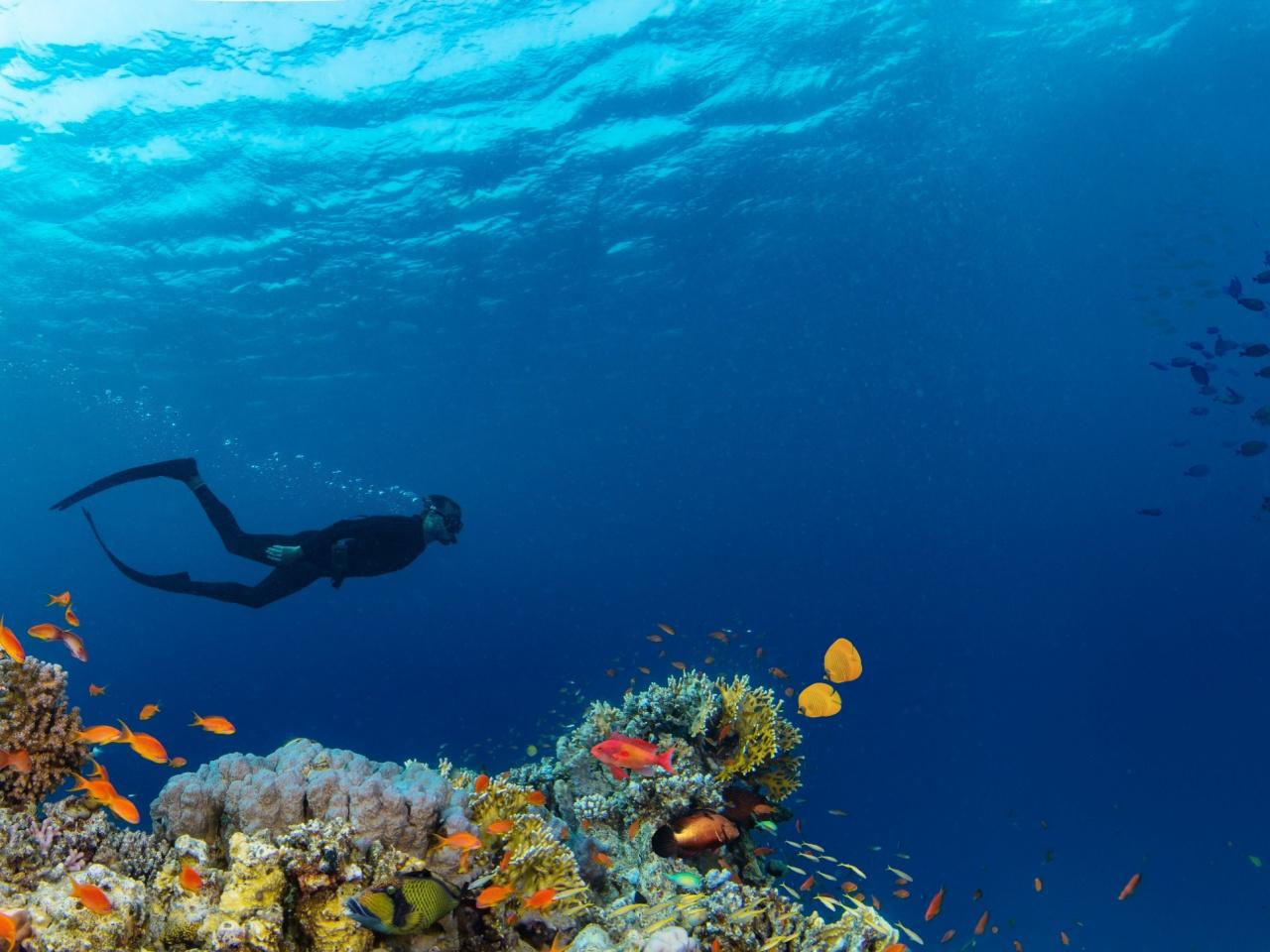 Ras Mohamed & White Island Full-Day Snorkel, Dive & Cruise from Sharm