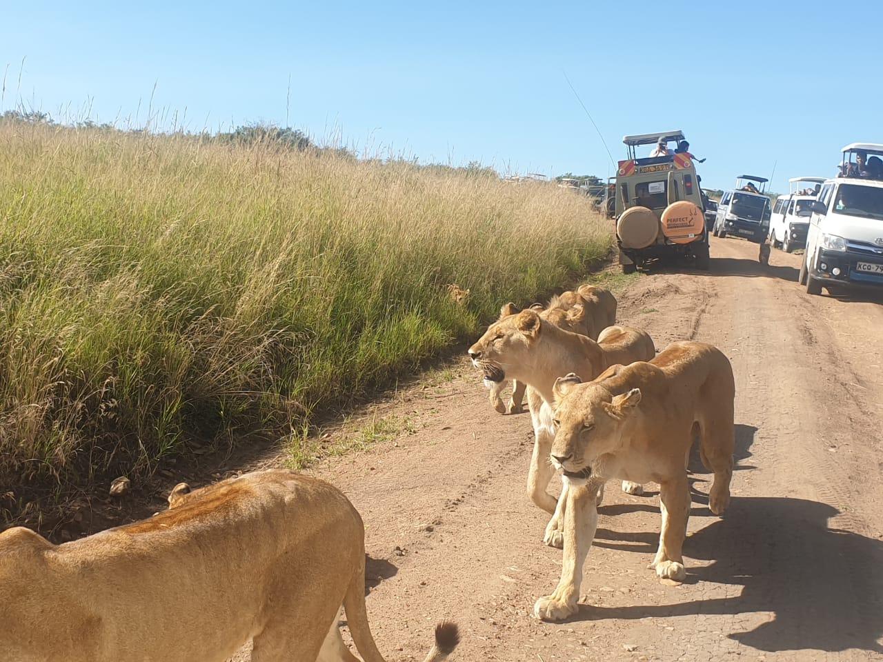 3-Day Maasai Mara Group Safari from Nairobi