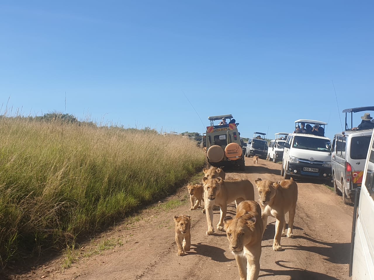 3-Day Maasai Mara Group Safari from Nairobi