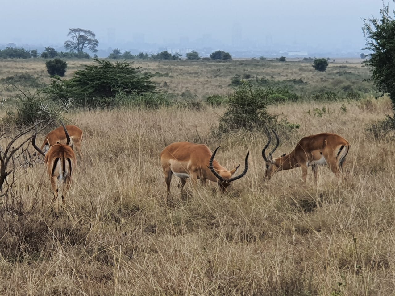 3-Day Maasai Mara Group Safari from Nairobi