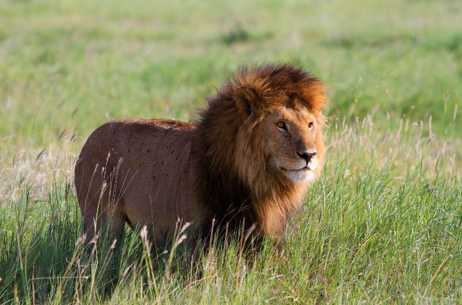 3-Day Maasai Mara Group Safari from Nairobi