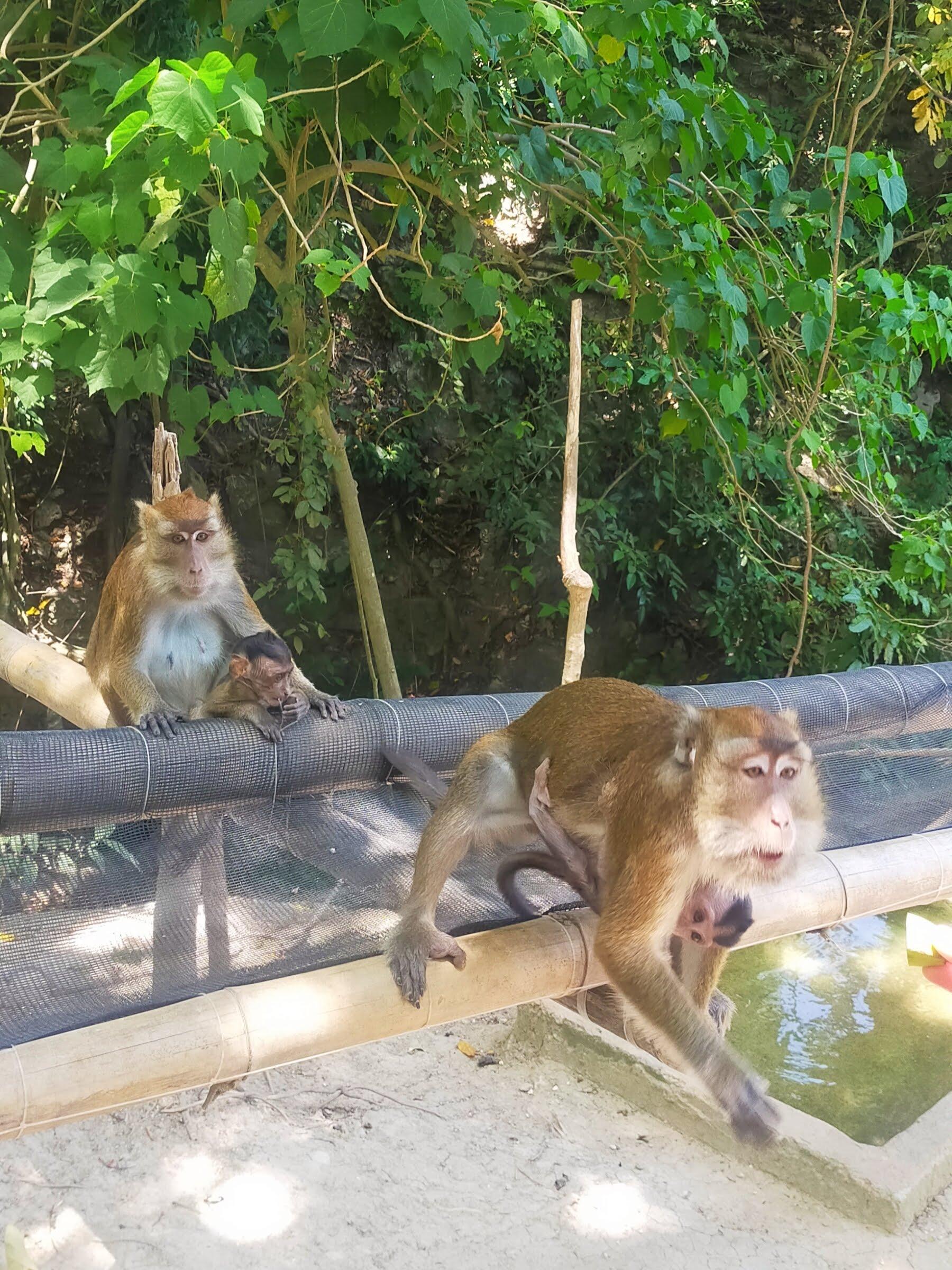 Cebu 2-Day Private Southern Tour: Moalboal & Oslob