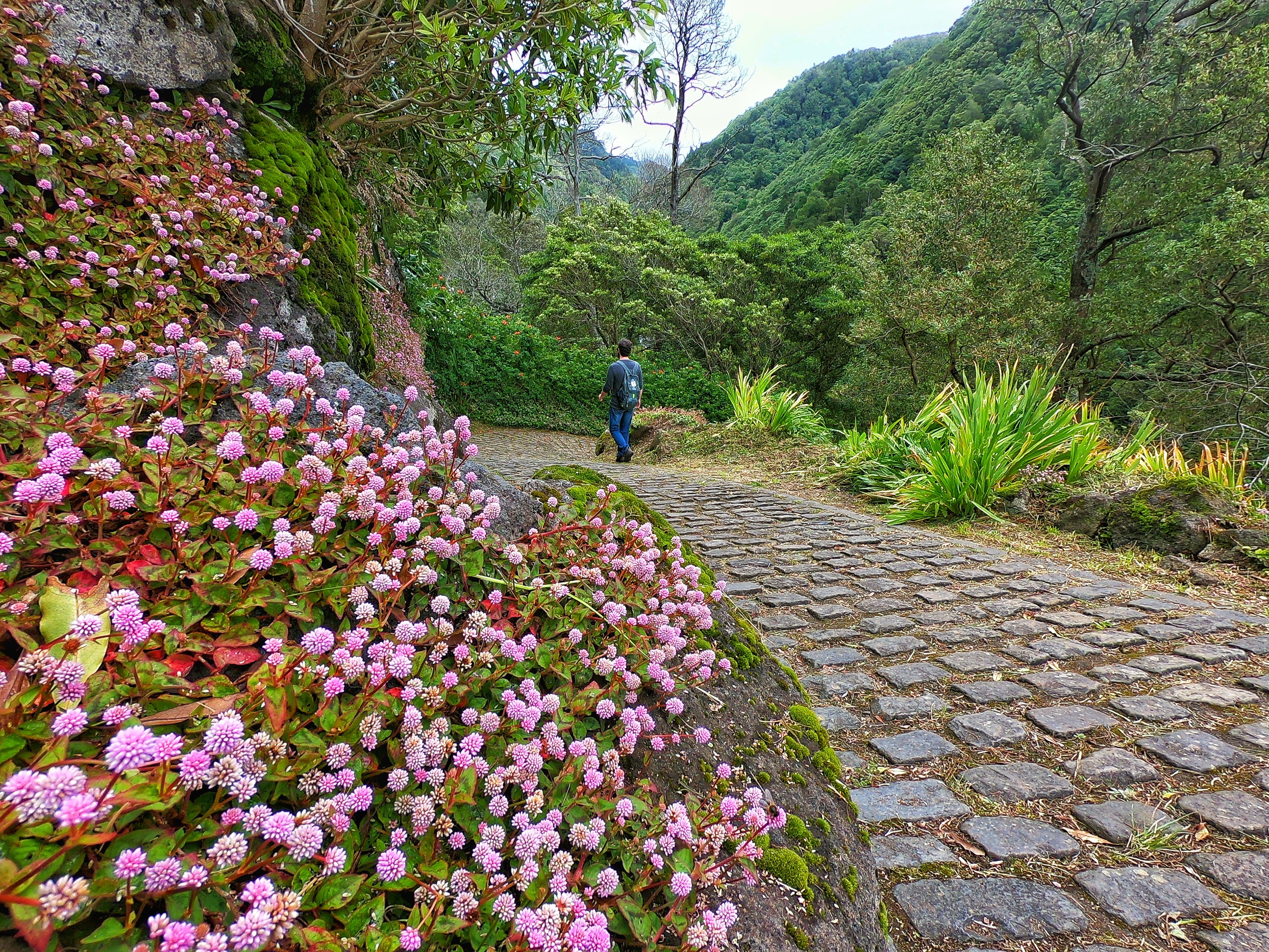 A walker on a cobbled path lined with pink hydrangeas