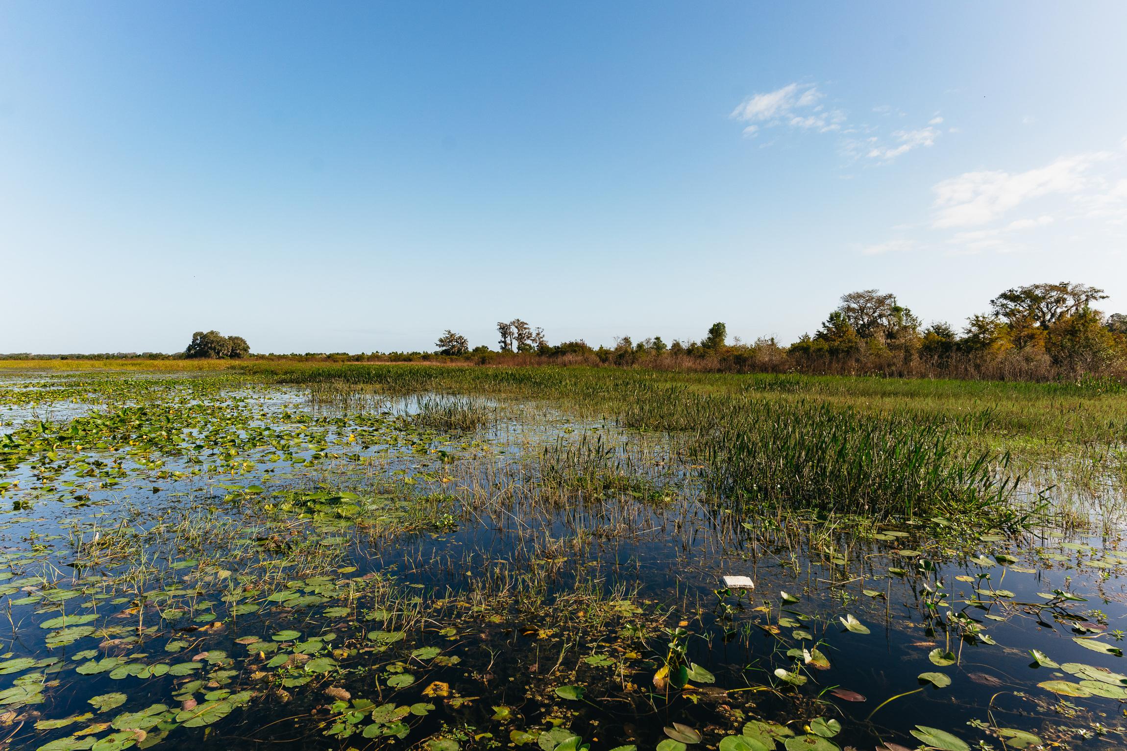 Florida Everglades Wildlife Airboat Adventure from Orlando