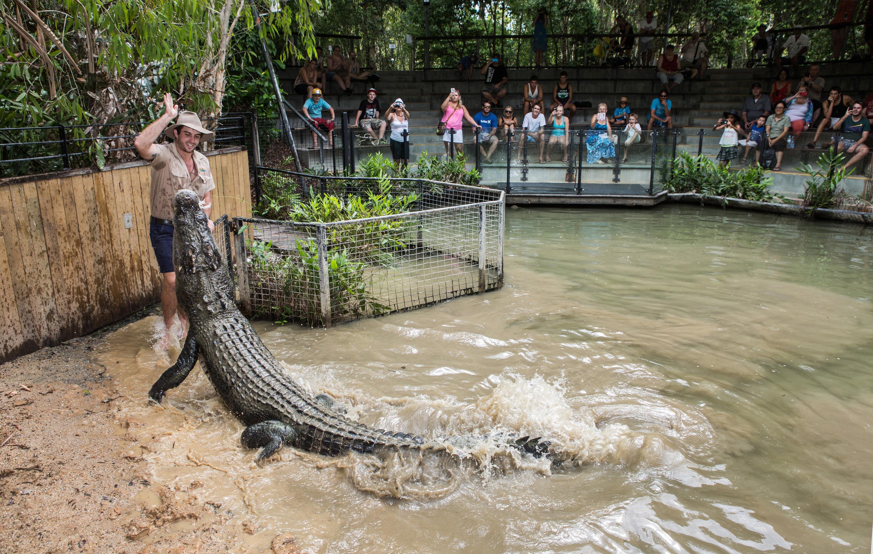 Hartley's Crocodile Adventures Half-Day Tour from Cairns