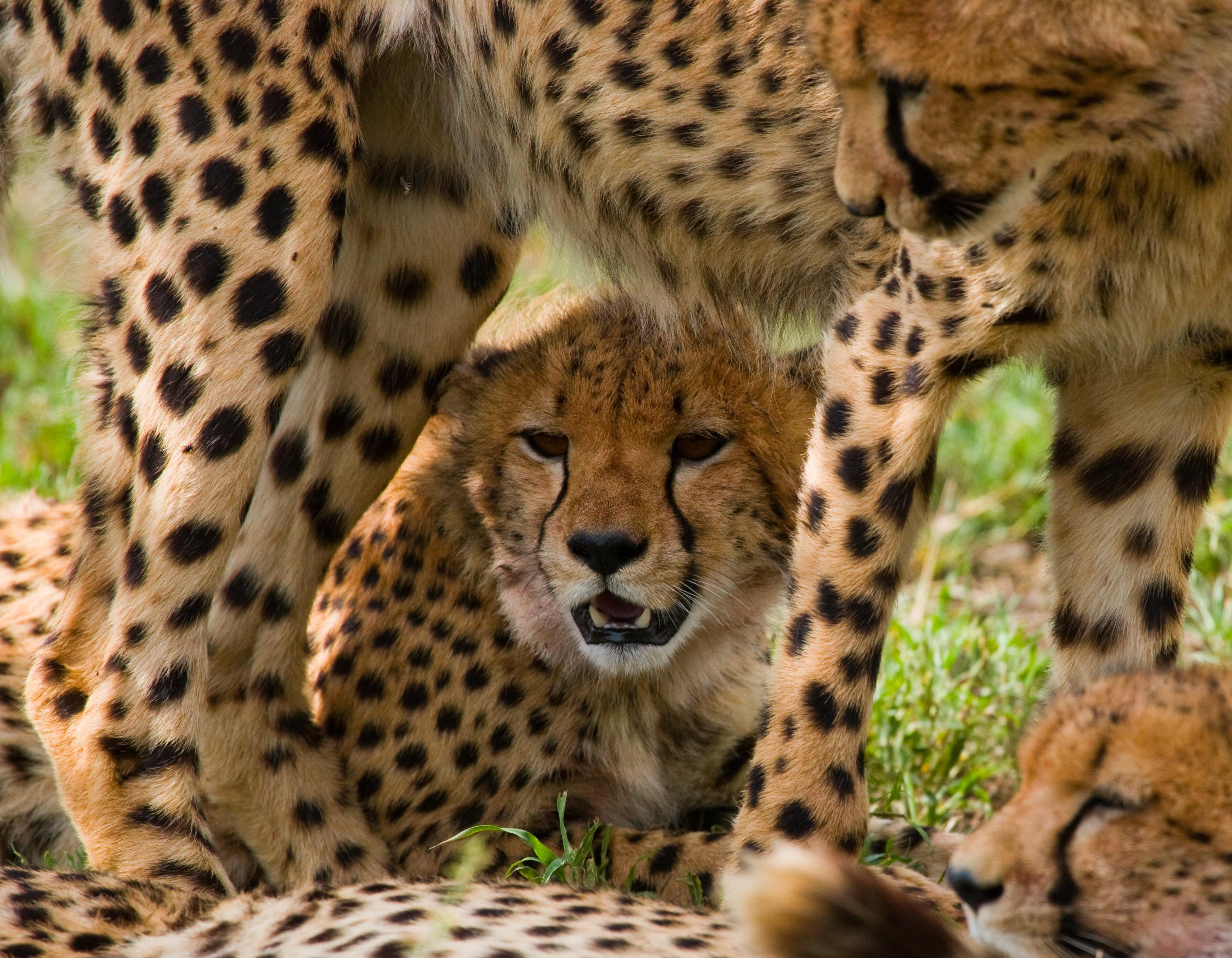 Maasai Mara Day Safari from Nairobi