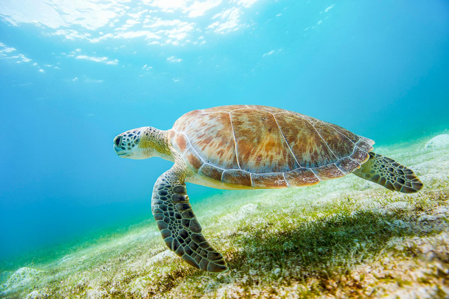 St. Thomas All-Inclusive Yacht Snorkel with Sea Turtles