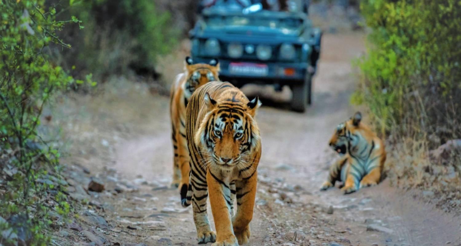 3-Day Ranthambore Tiger Safari Expedition from Delhi
