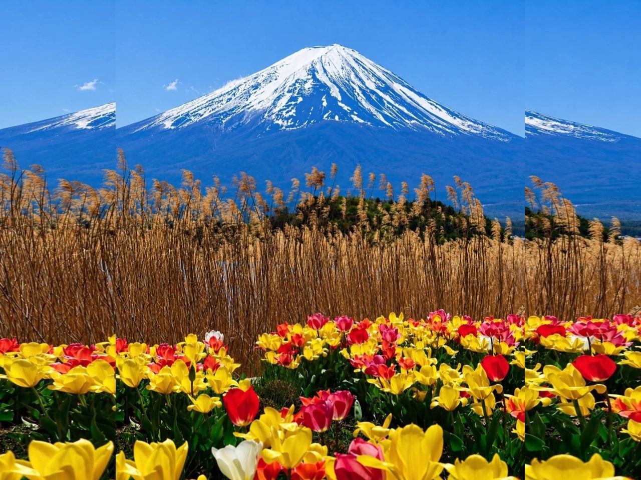 Private Mt. Fuji Day Tour from Tokyo