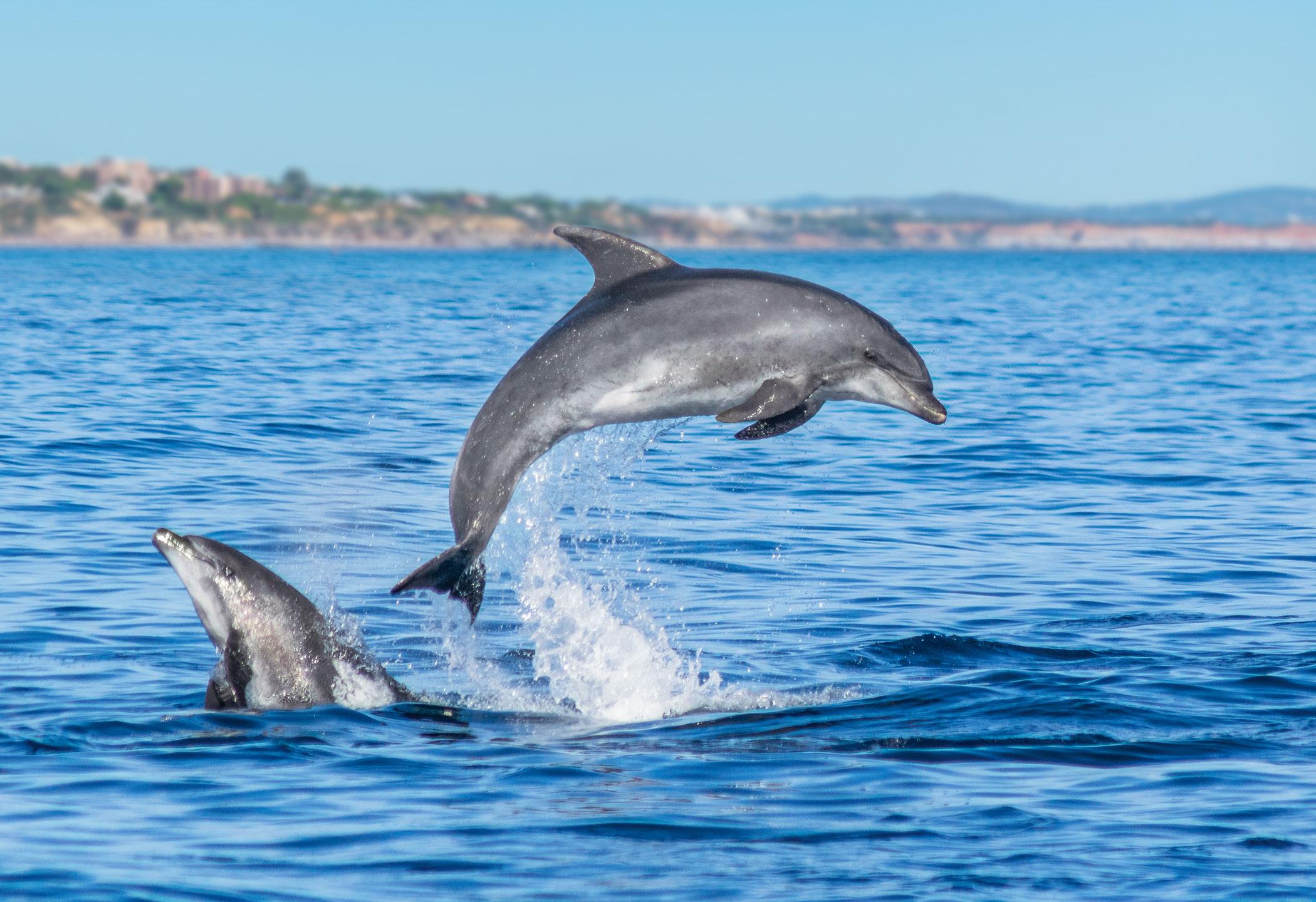 Algarve Dolphin & Cave Safari with Marine Biologist