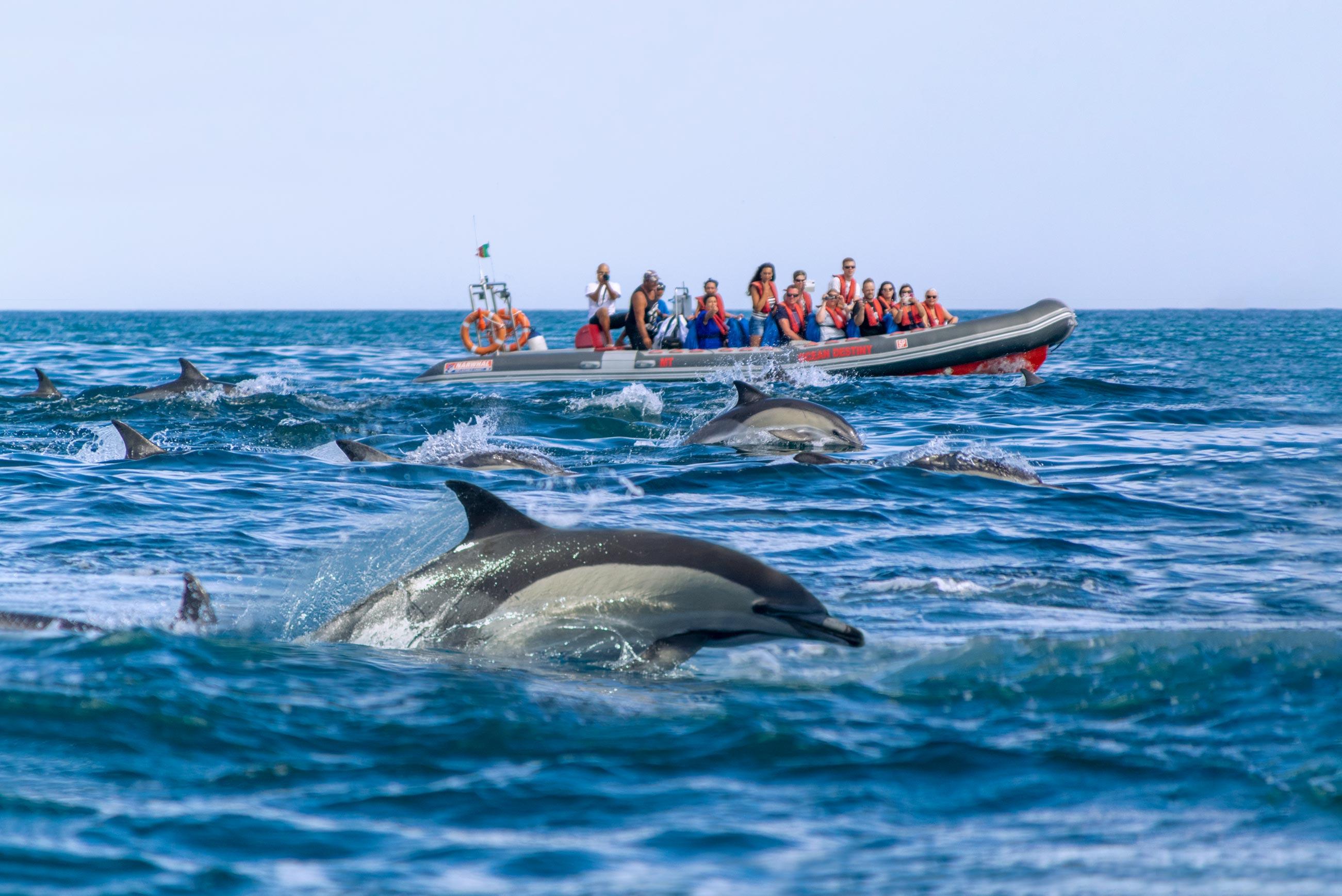 Albufeira: Dolphin Safari & Benagil Cave RIB Adventure