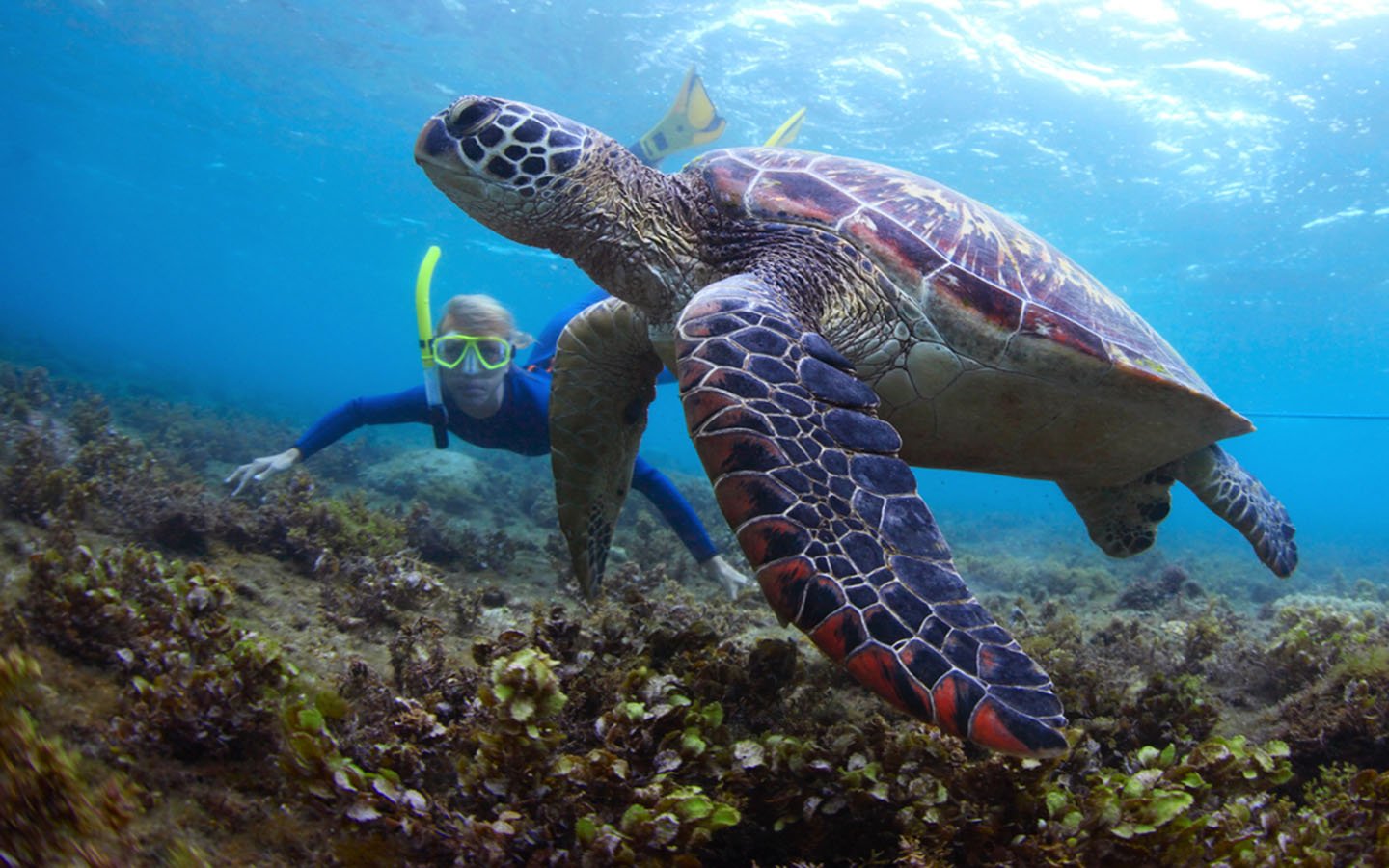Snoopy Island Beach Day with Snorkeling & Watersports