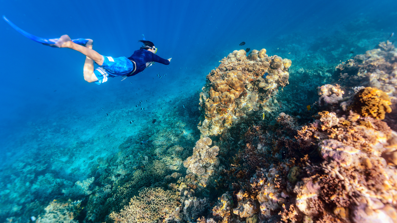 Fujairah Snorkeling Adventure with Turtles & Sharks
