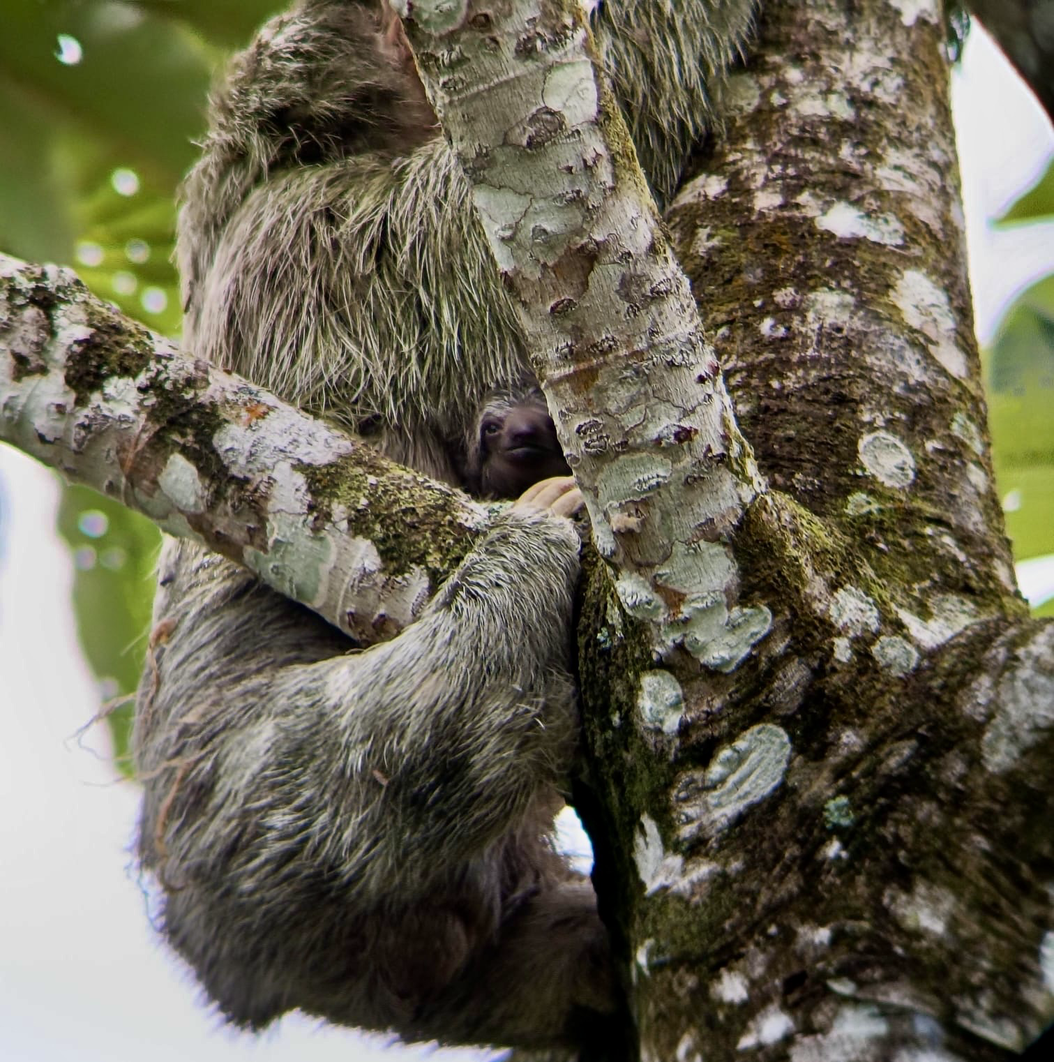 La Fortuna Private Rainforest Sloth Tour with Guaranteed Sighting